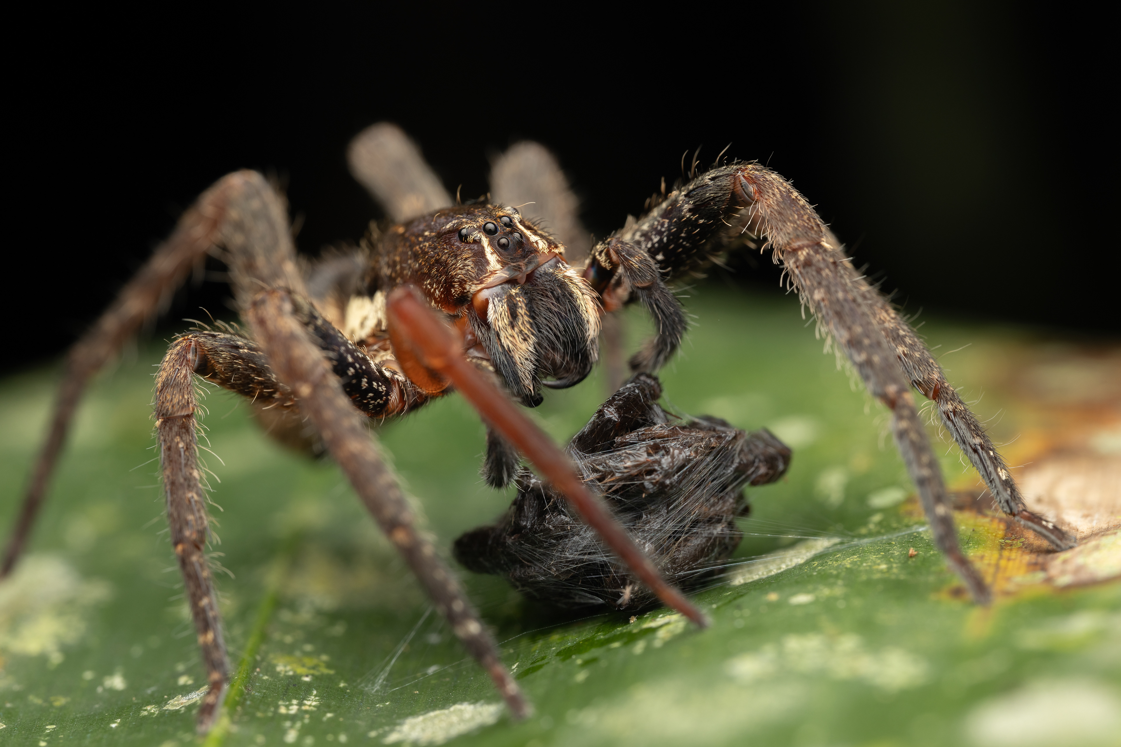 Wandering spider (Centroctenus varzea)