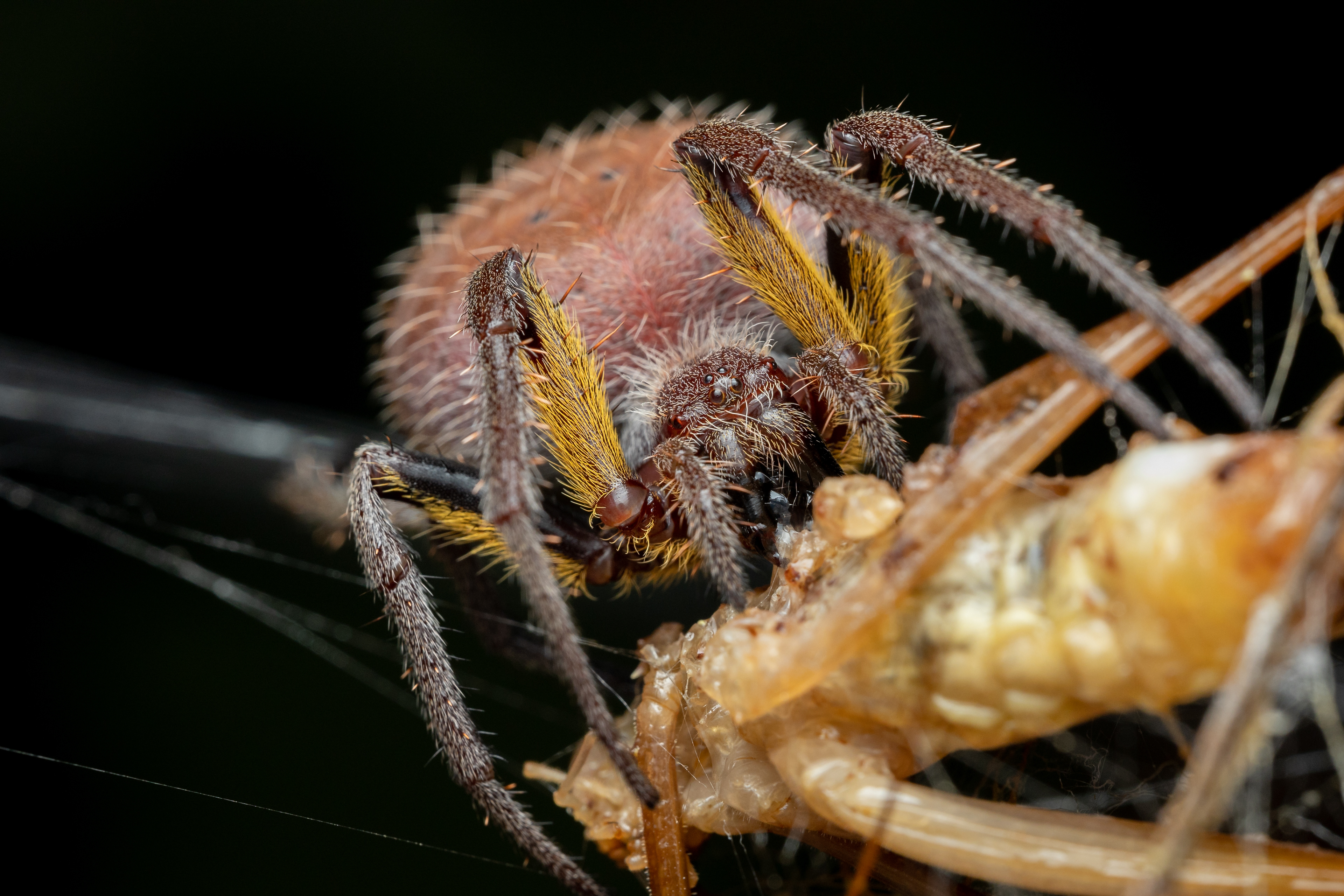 Eriophora ravilla