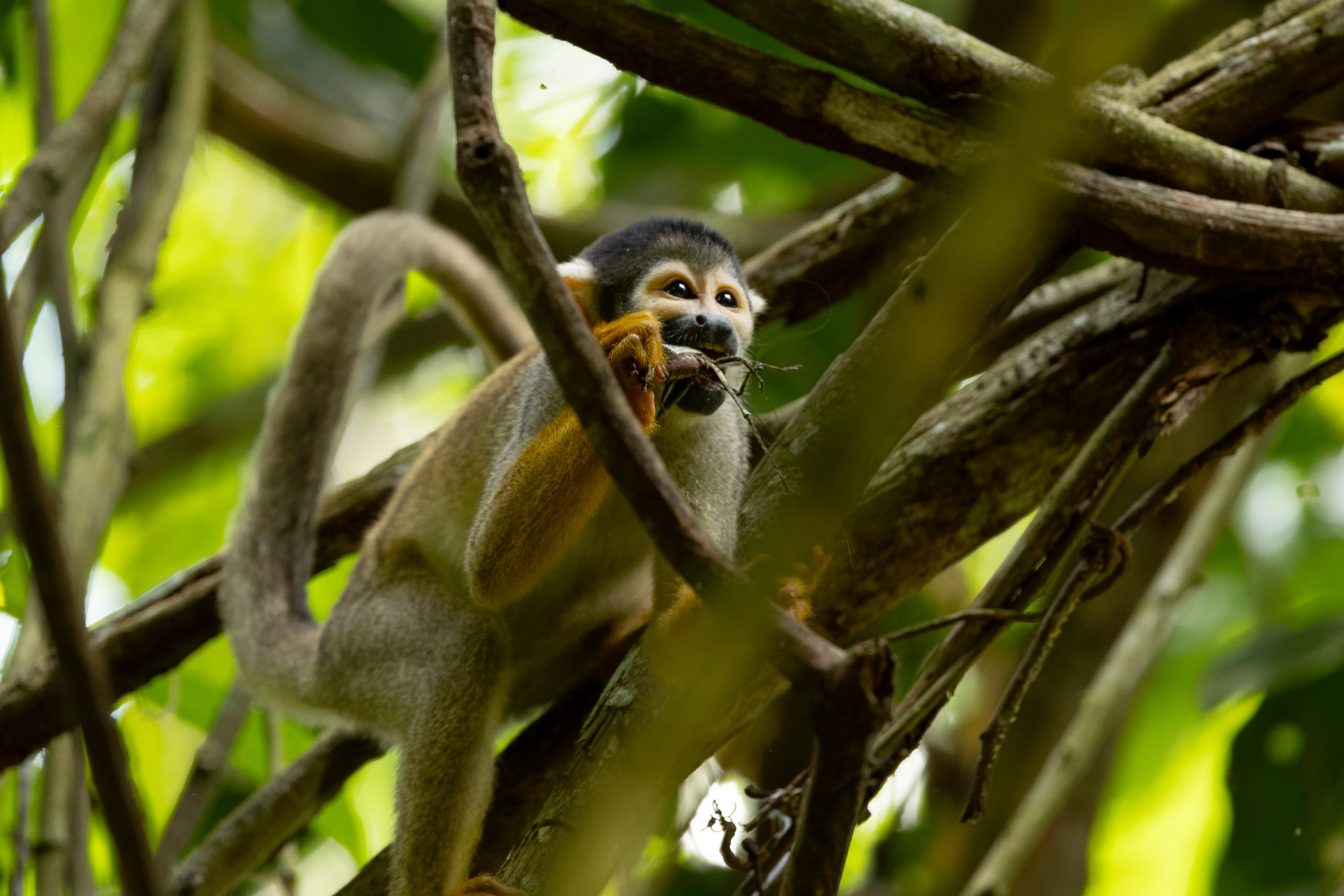 Totenkopfaffe (Saimiri boliviensis peruviensis)