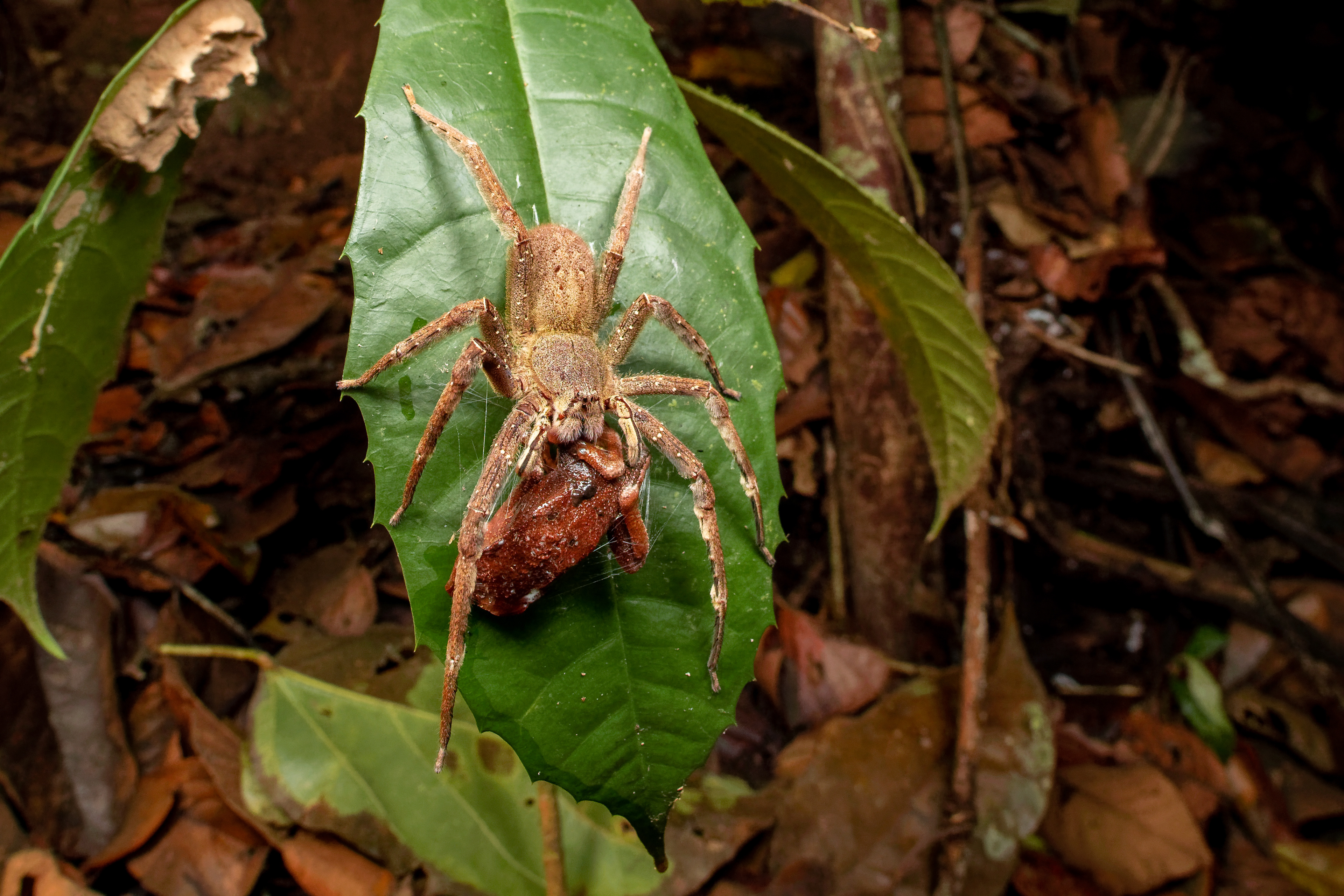 Wanderspinnen (Phoneutria fera)