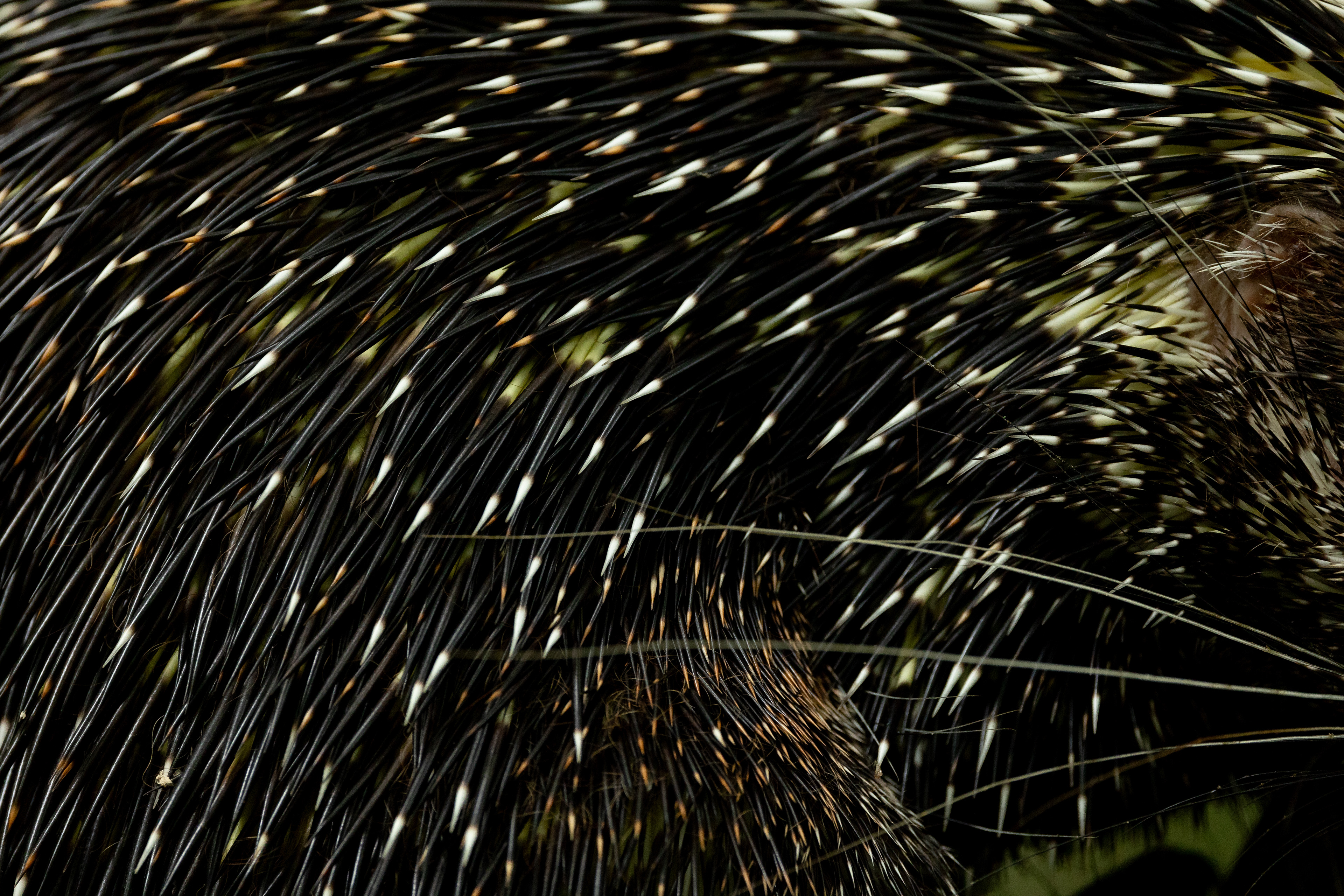 Bicolored-spined porcupine (Coendou bicolor)
