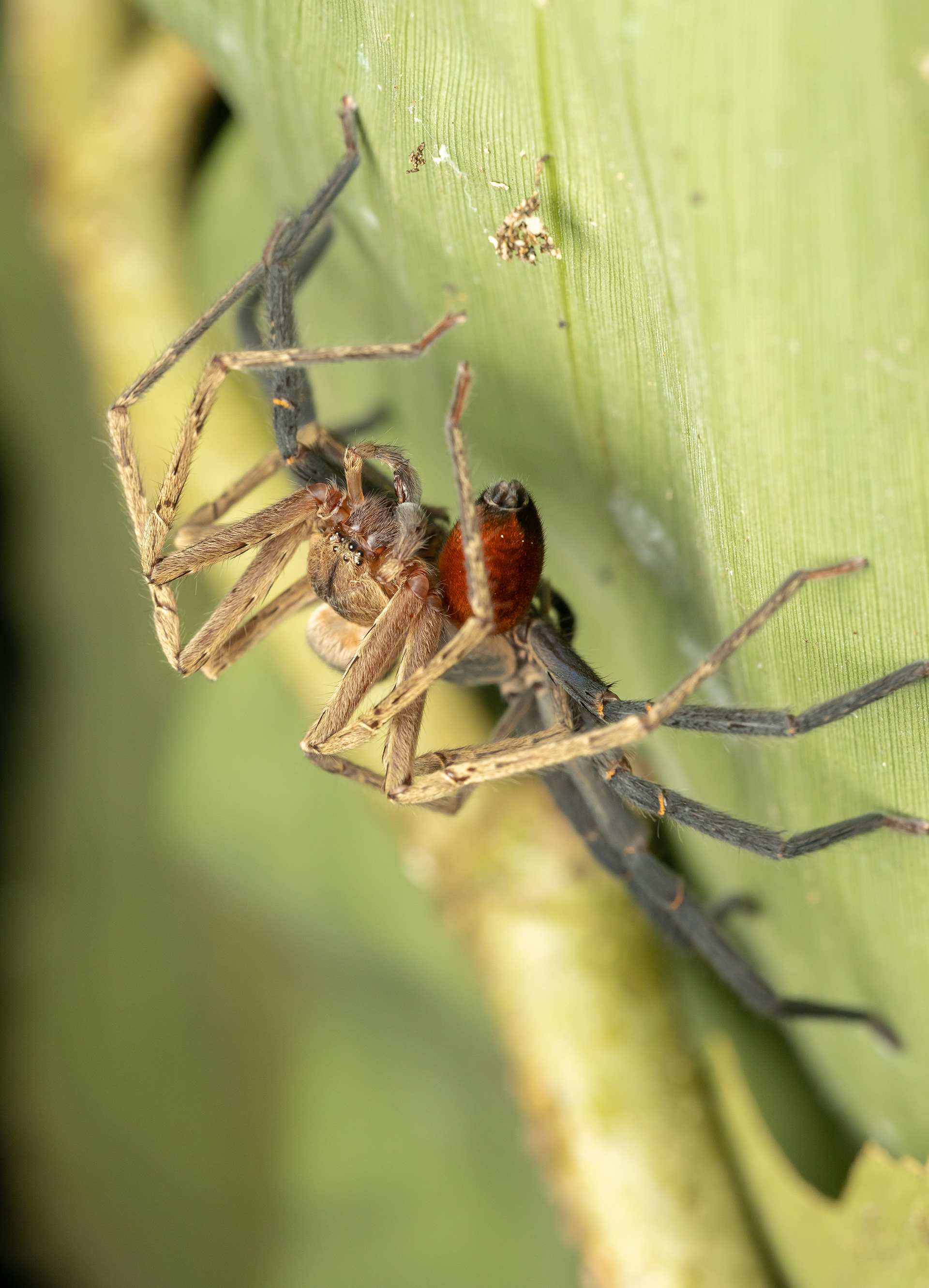 Huntsman spider (Sadala velox)