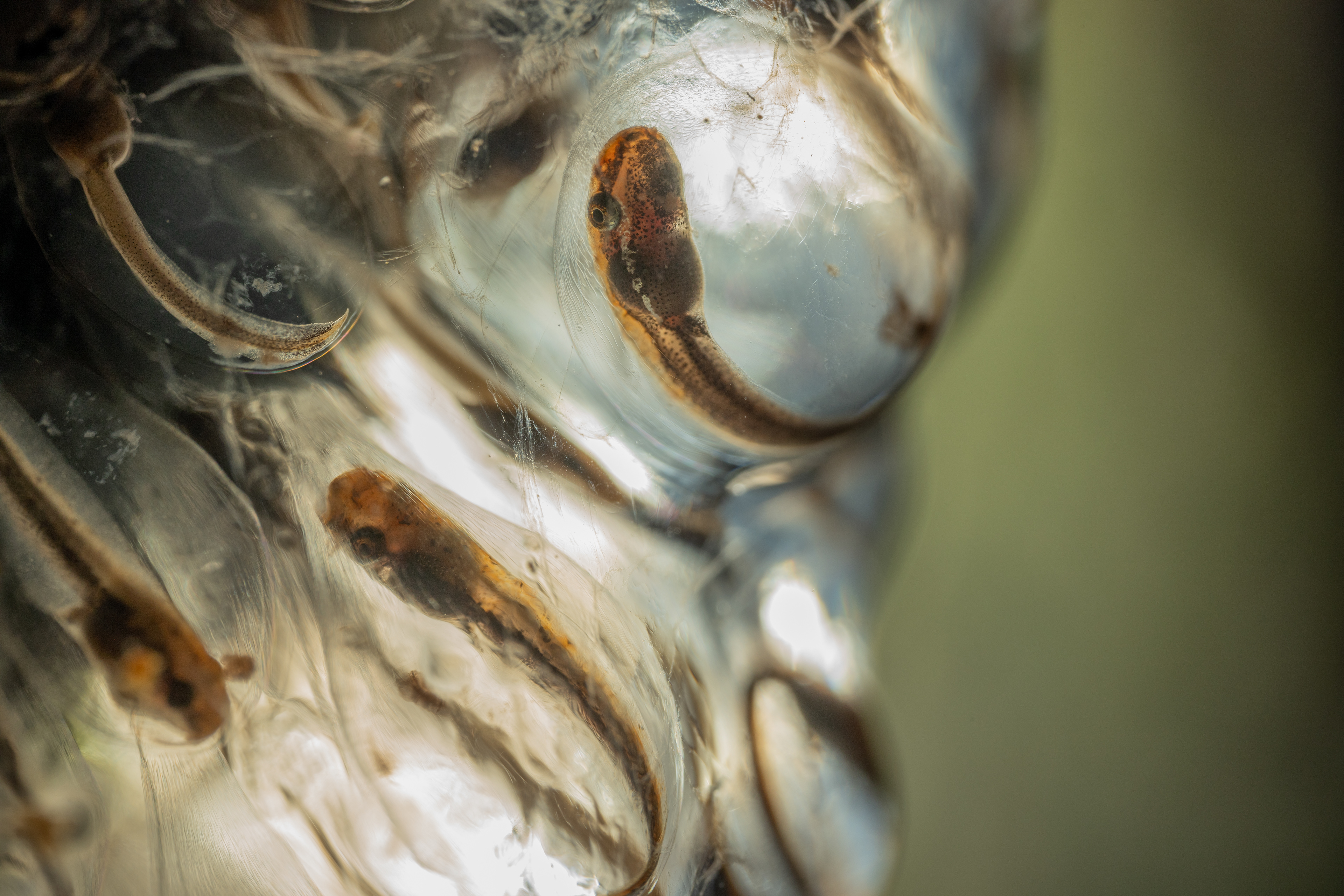 Tree frog (Phyllomedusa species)