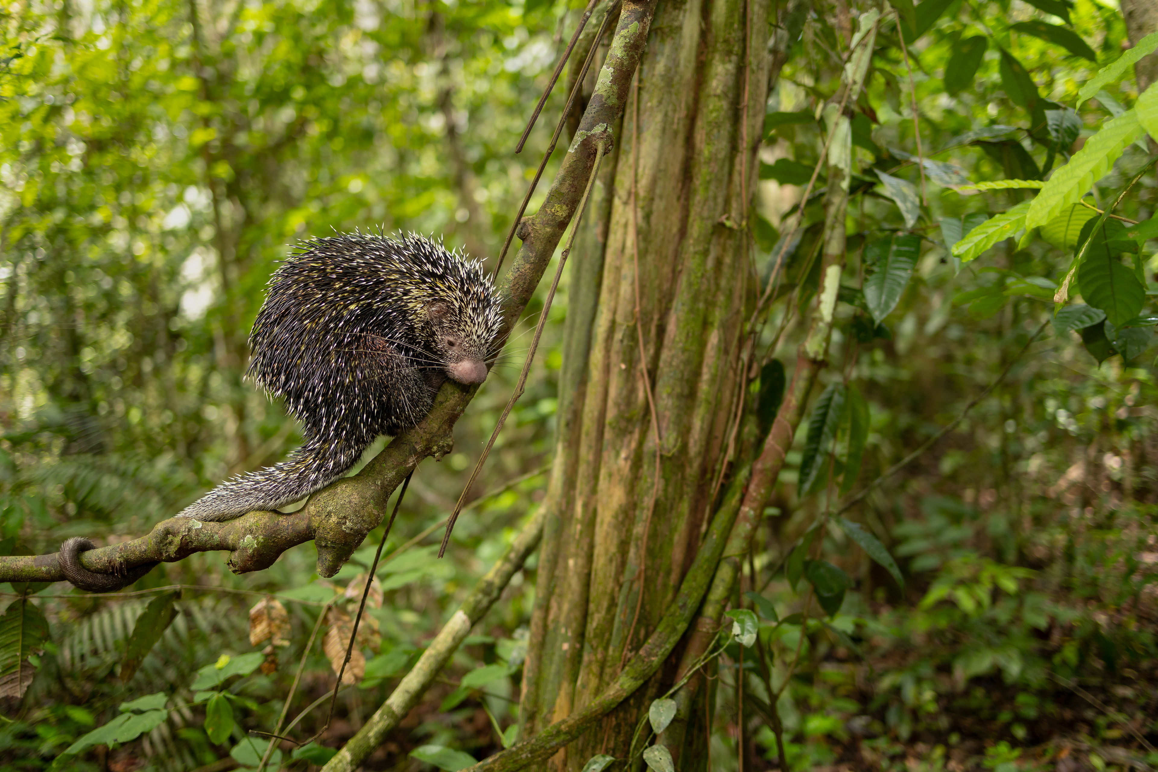 Bicolored-spined porcupine (Coendou bicolor)