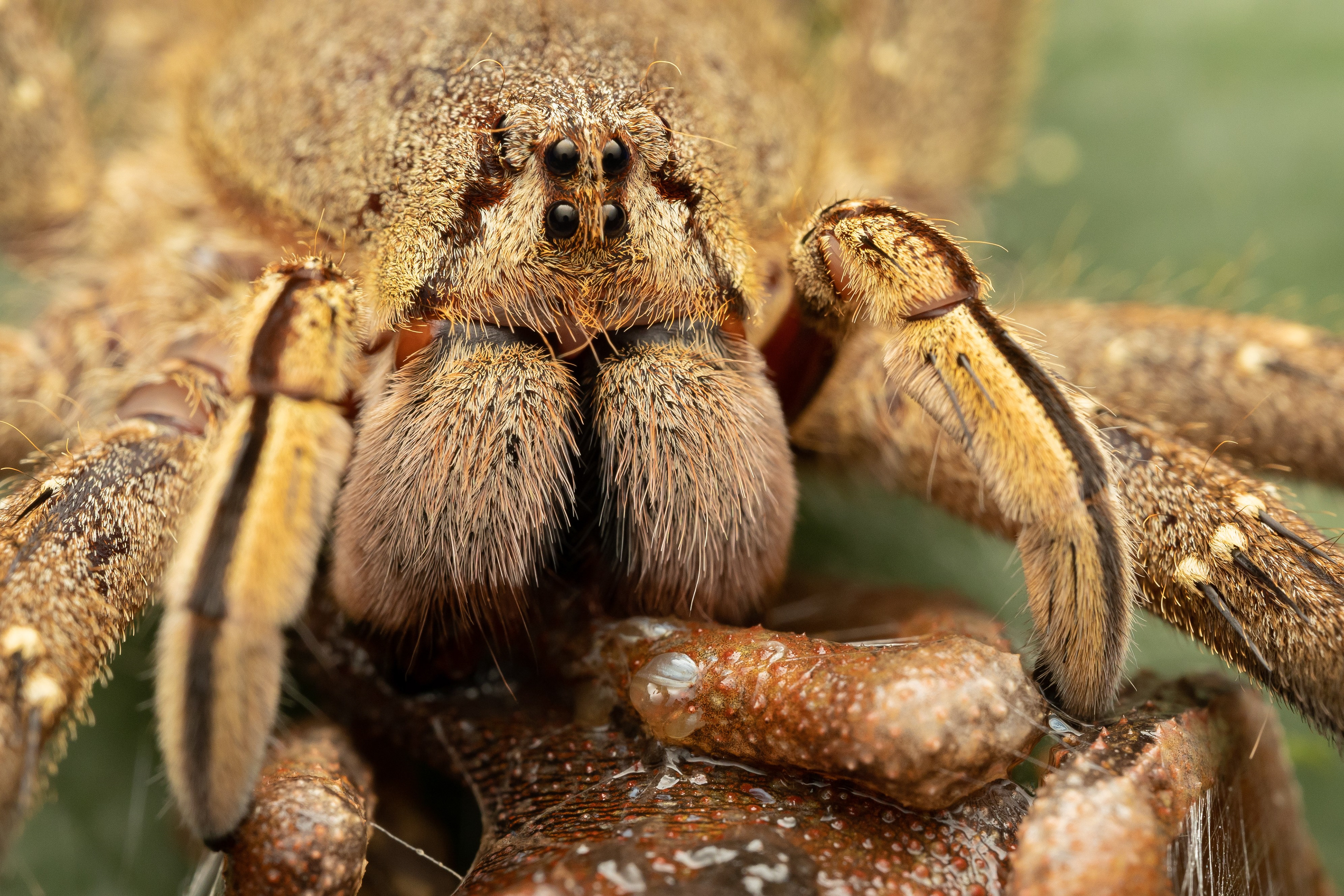 Wandering spider (Phoneutria fera)