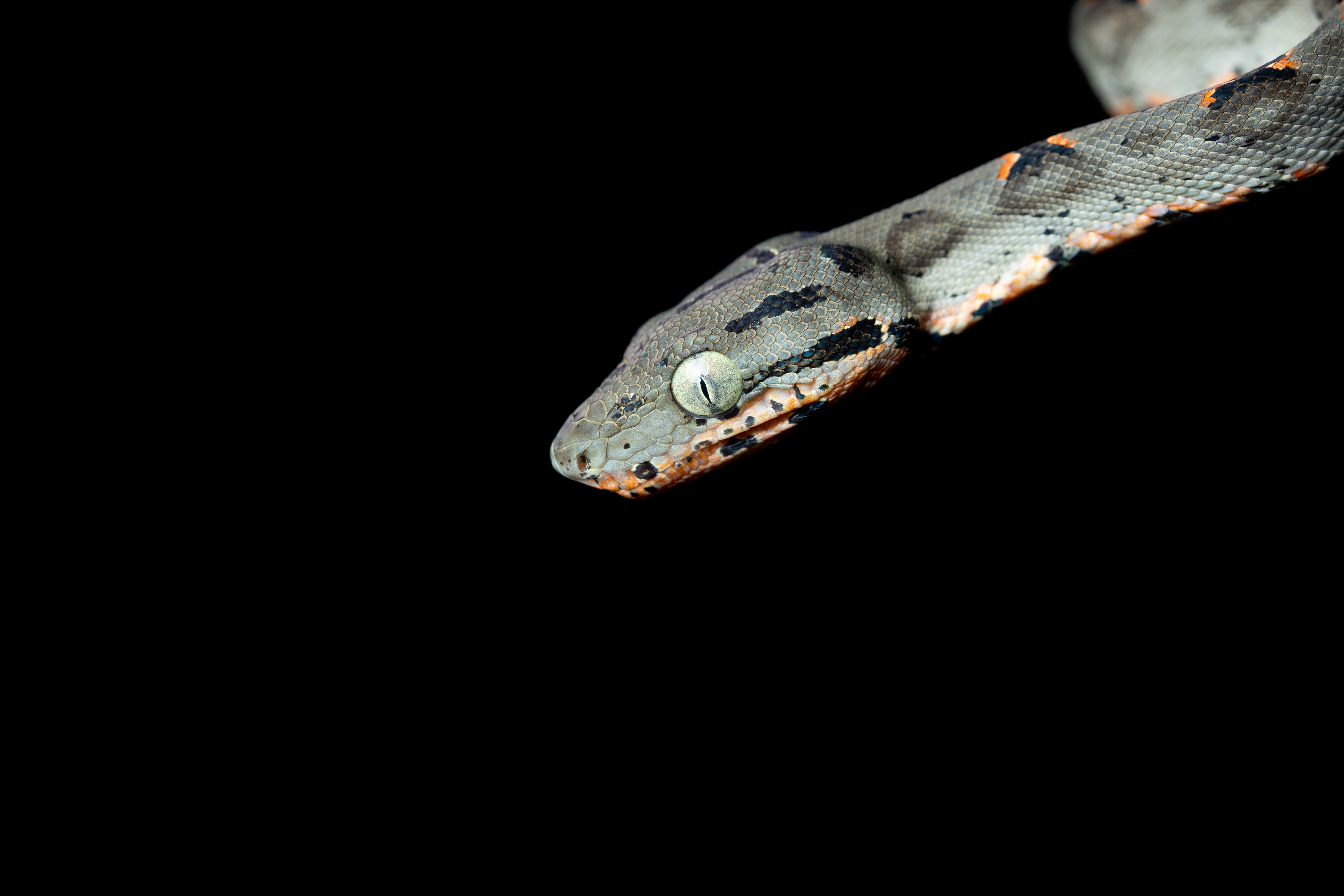 Amazon tree boa (Corallus hortulana)