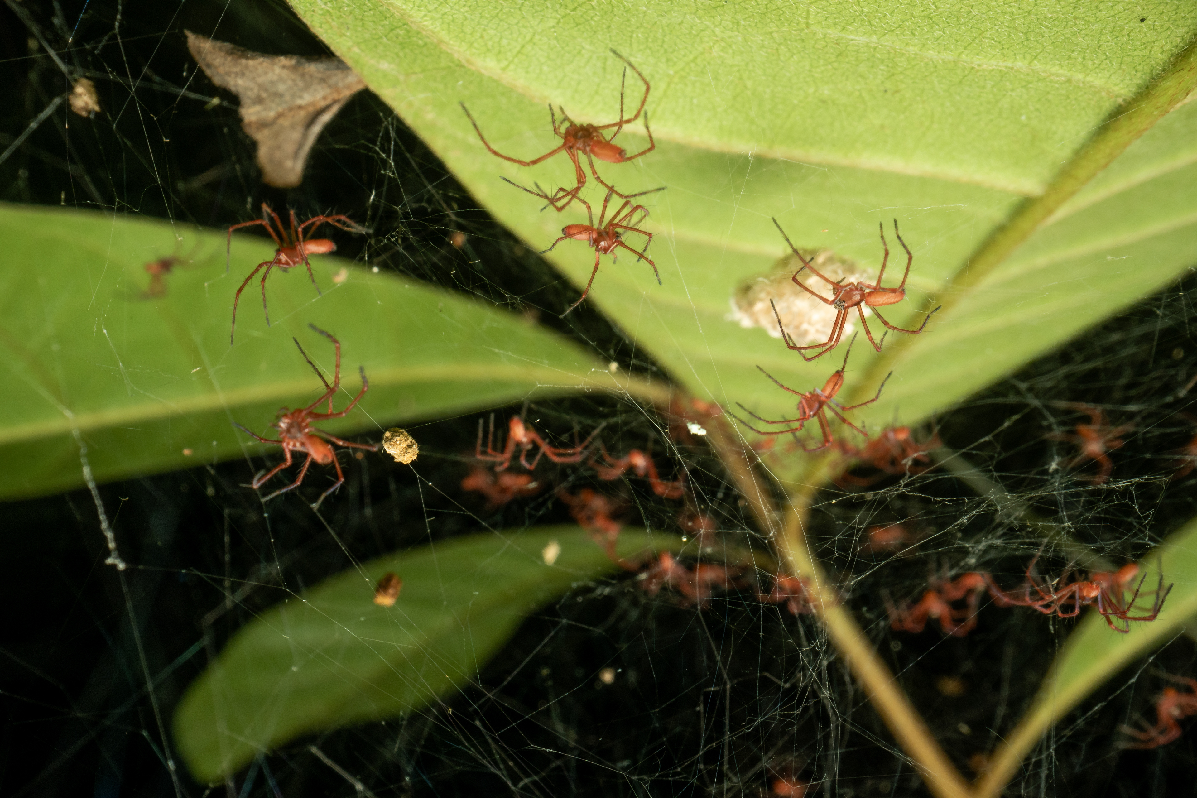 Lynx Spider (Oxyopidae)