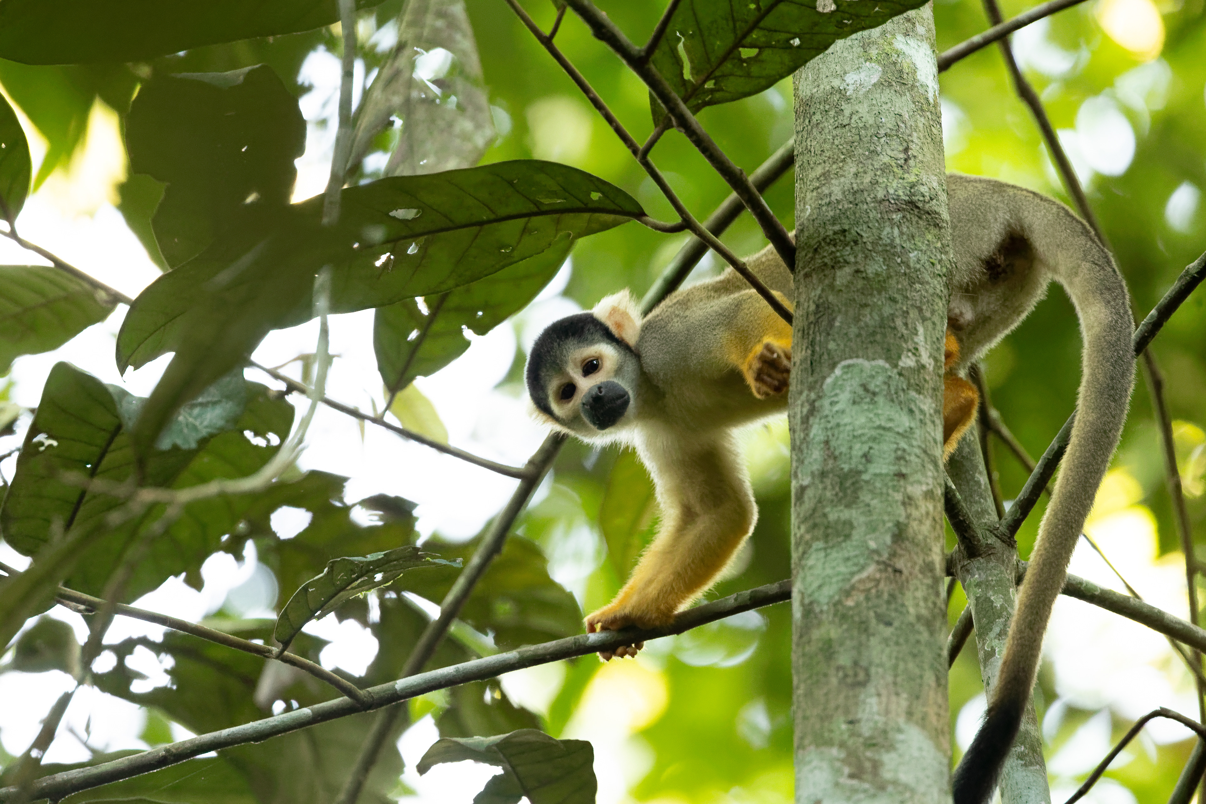 Totenkopfaffe (Saimiri boliviensis peruviensis)