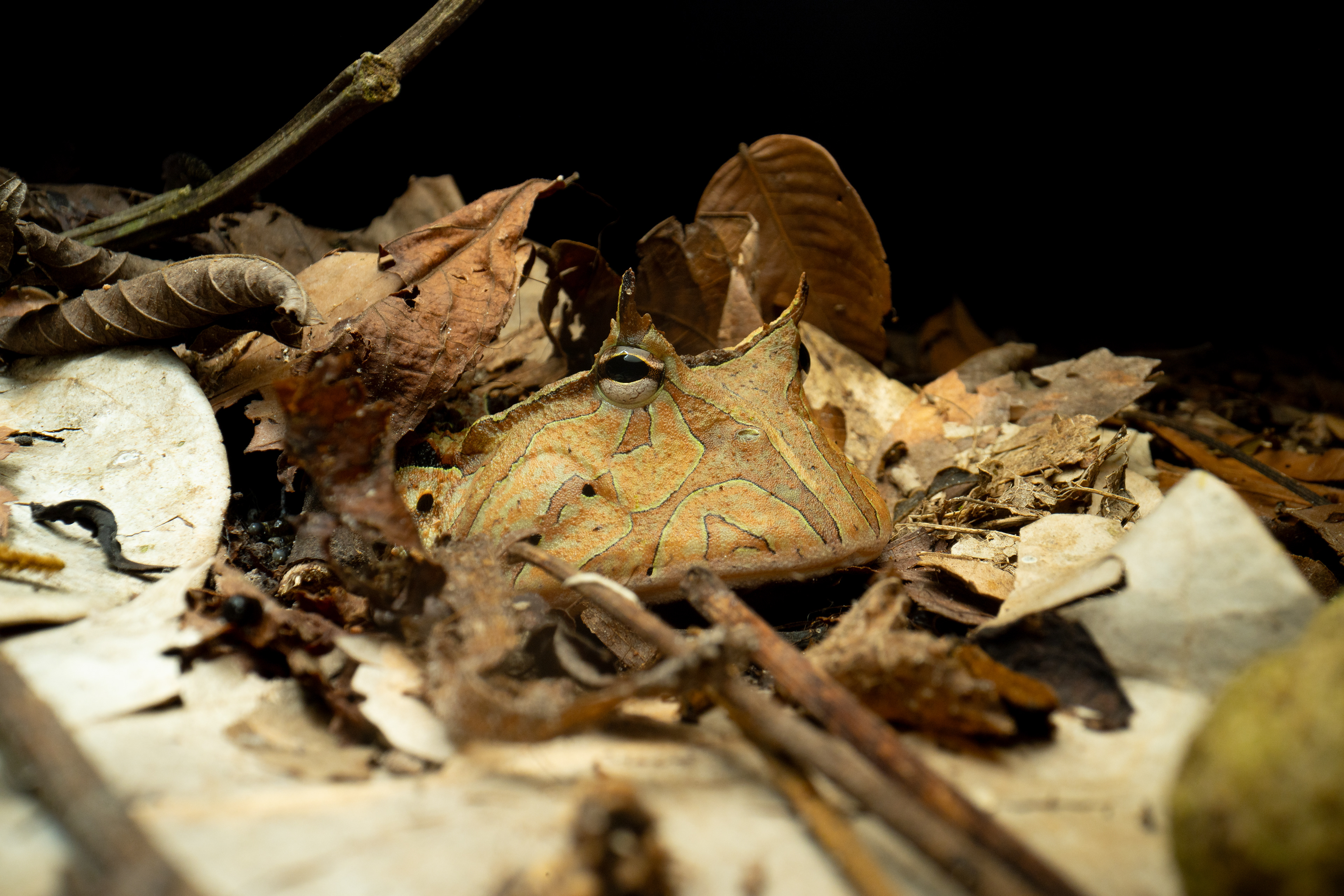 Horned frog (Ceratophrys species)