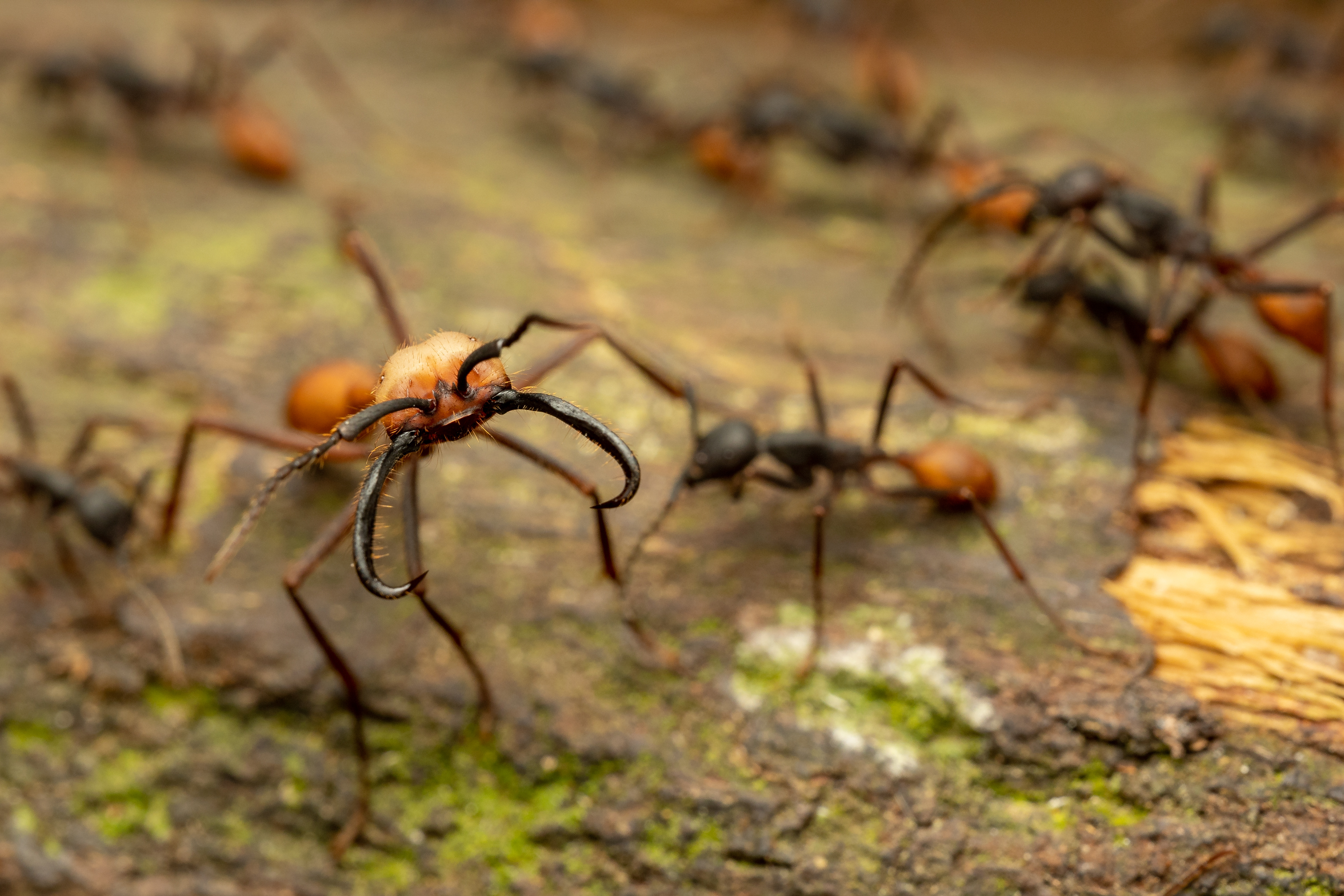Army ant (Eciton species)