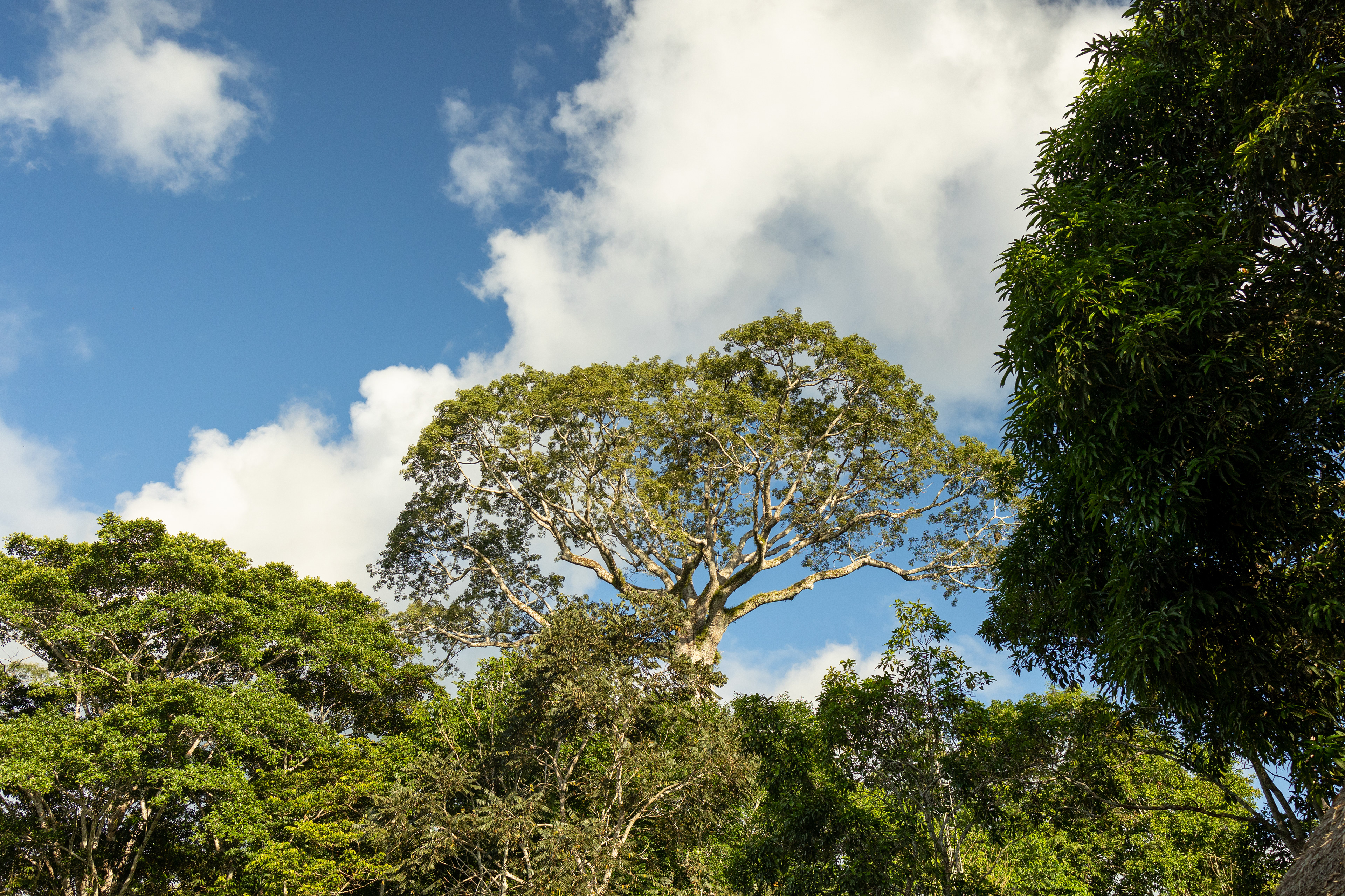 Lupuna Tree (Ceiba pentandra)