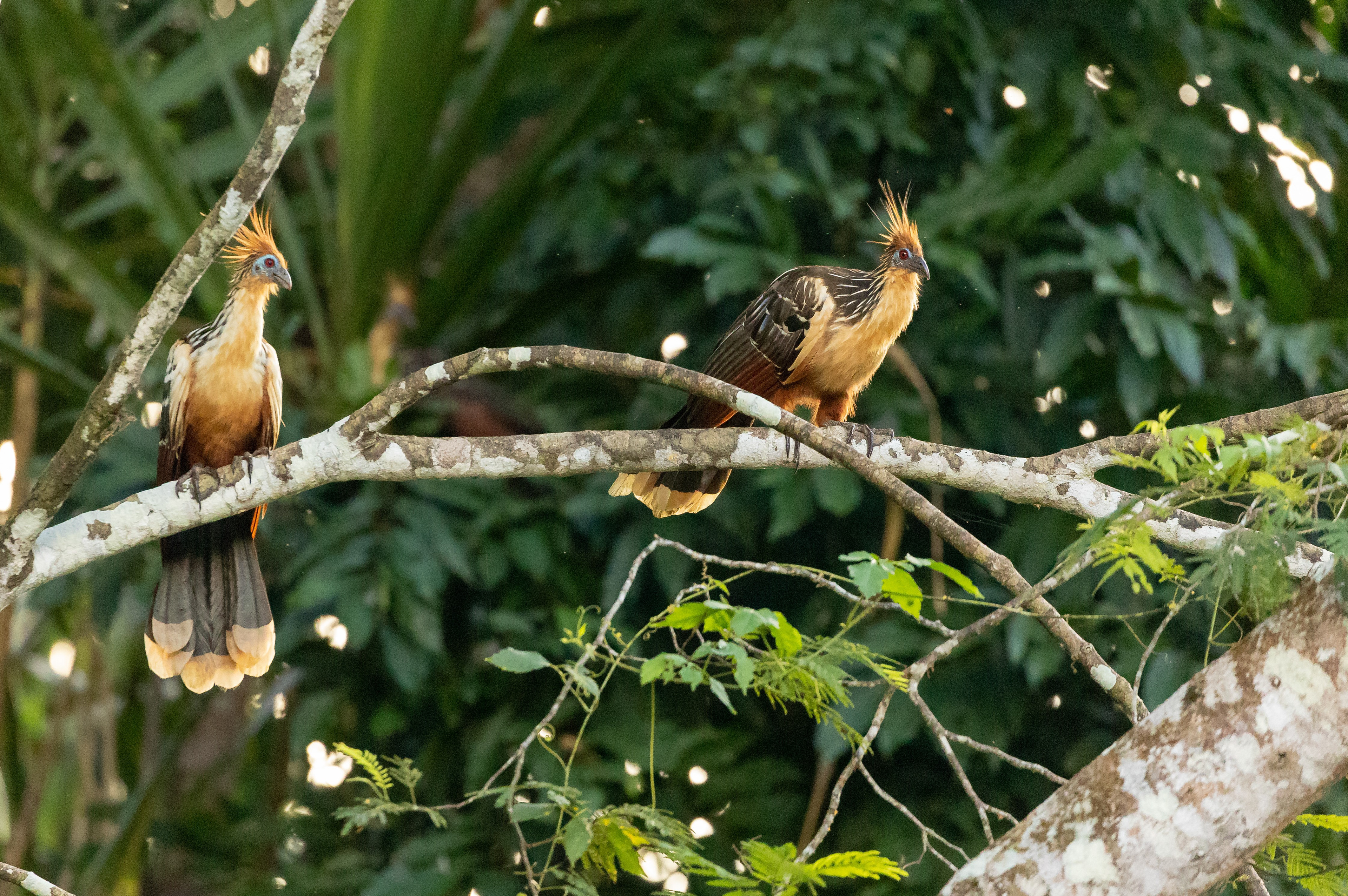 Hoatzin (Opisthocomus hoazin)