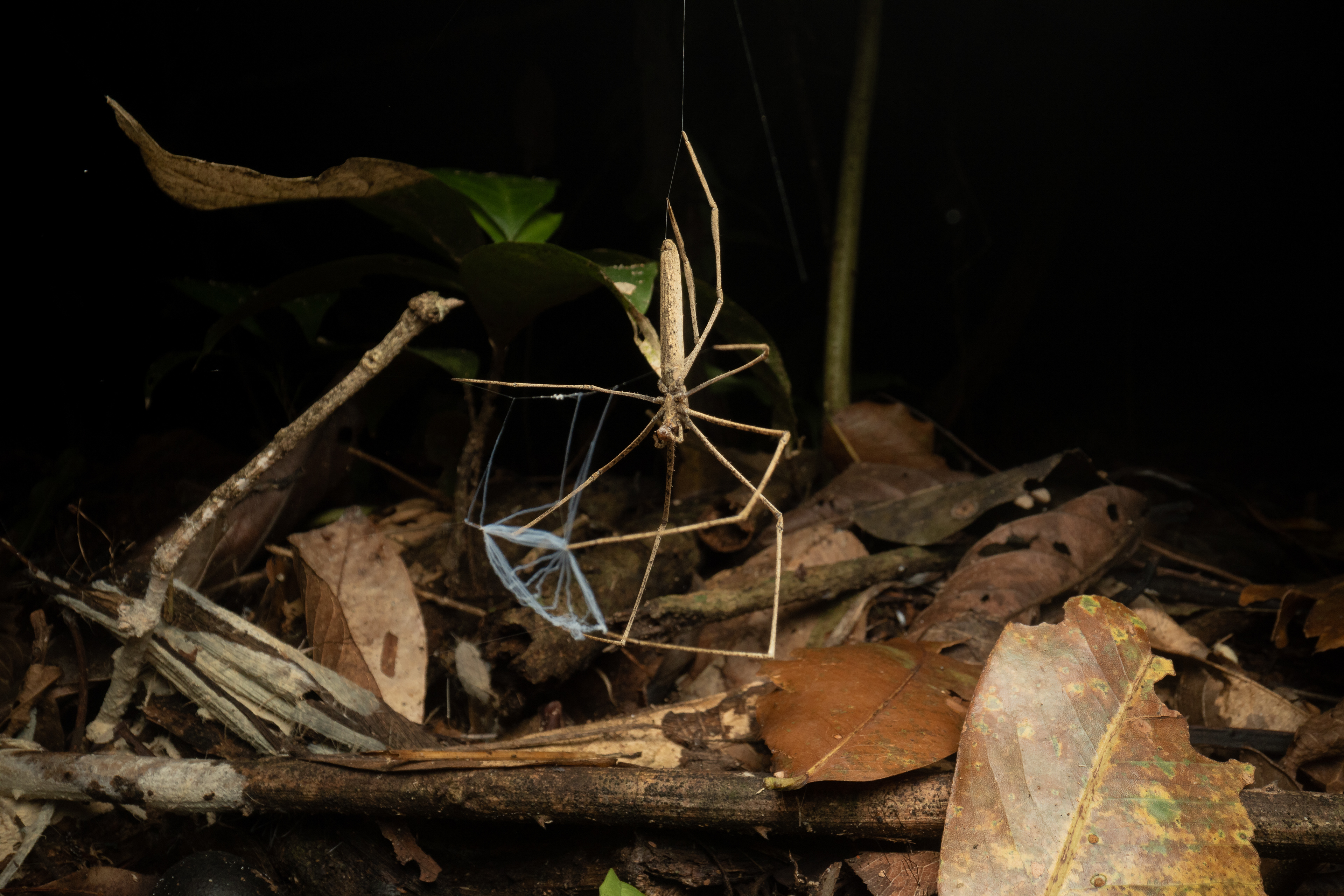 Deinopis