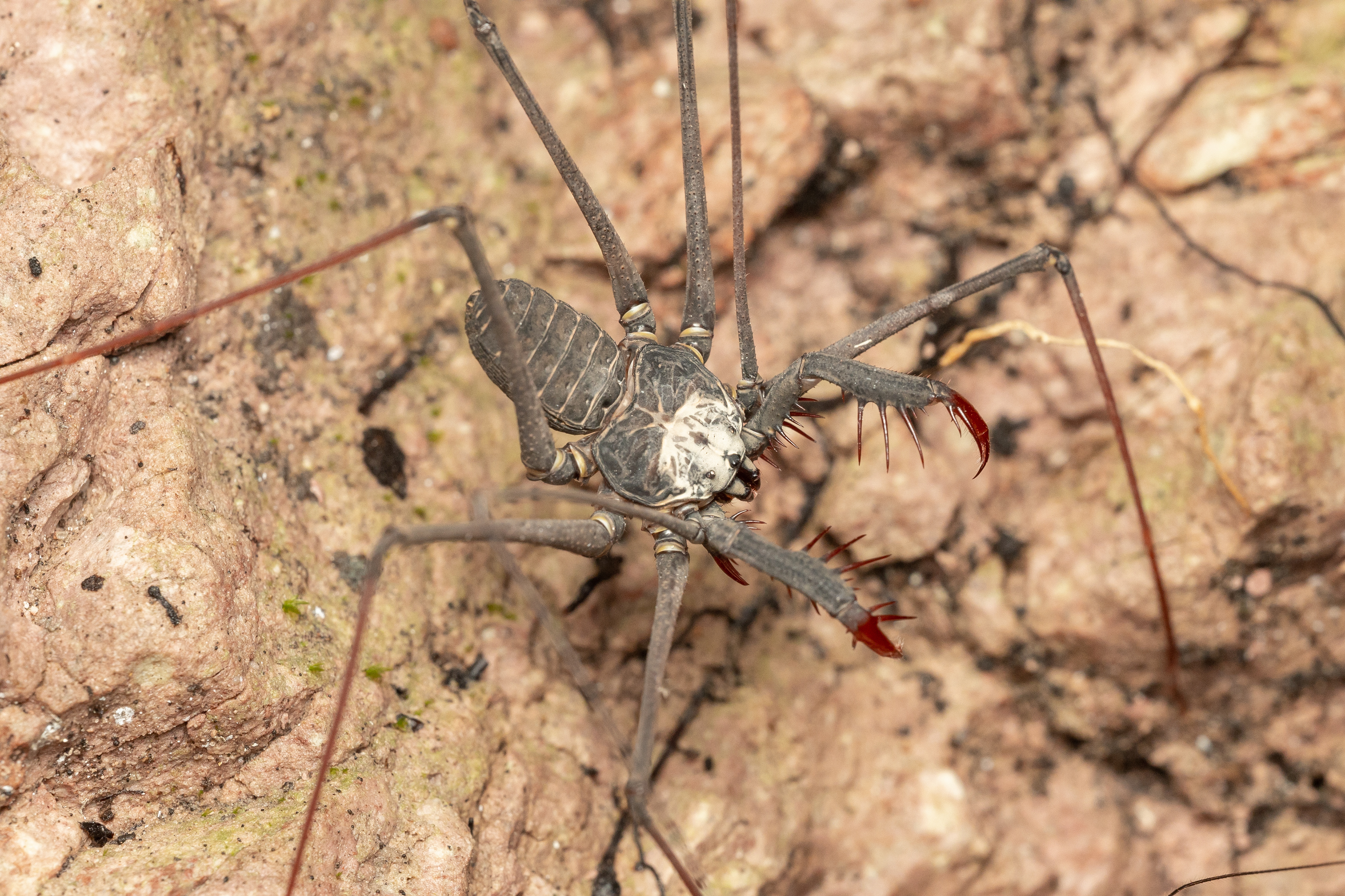 Whip Spider (Heterophrynus elaphus)