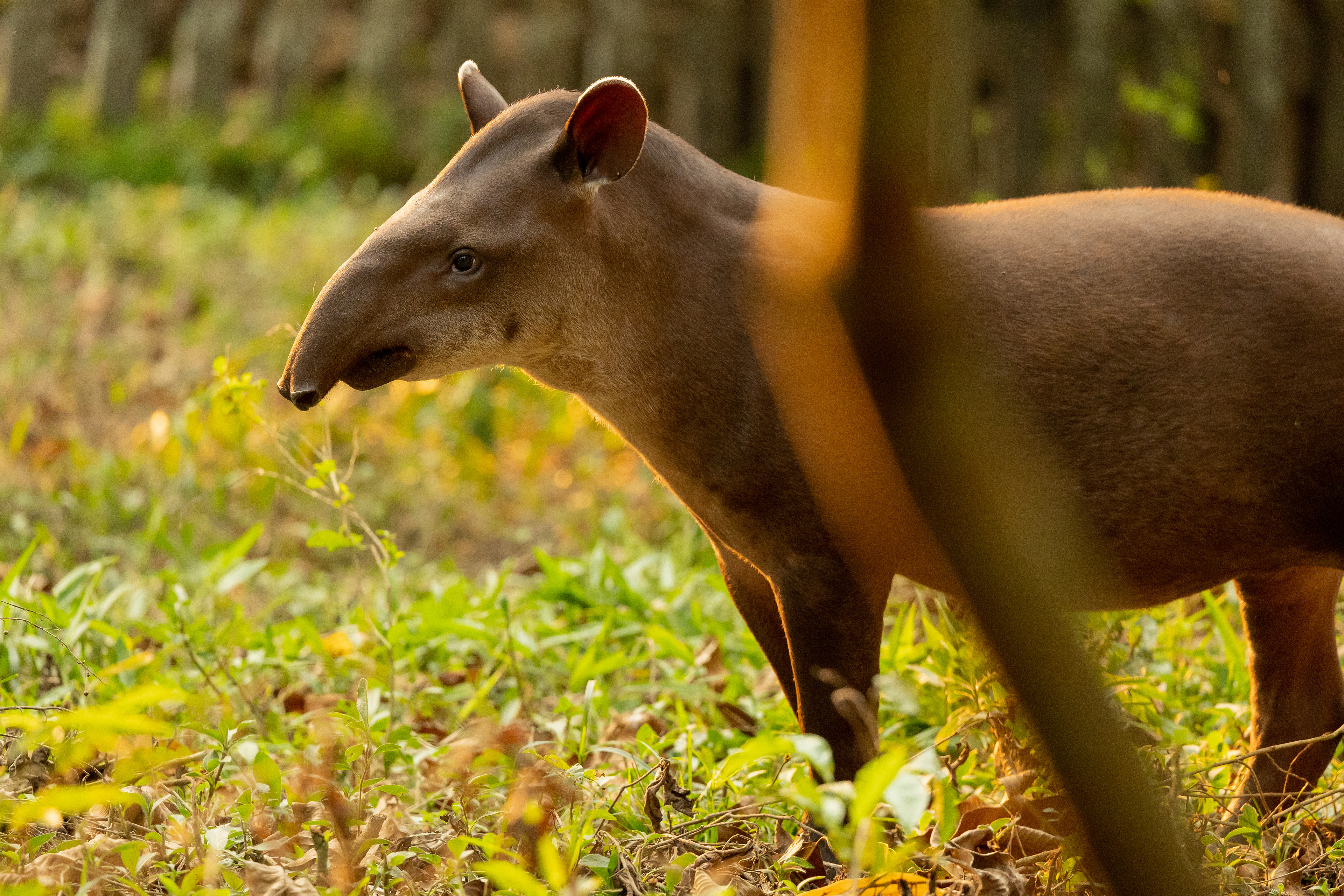 rescued Tapir (Tapirus terrestris)