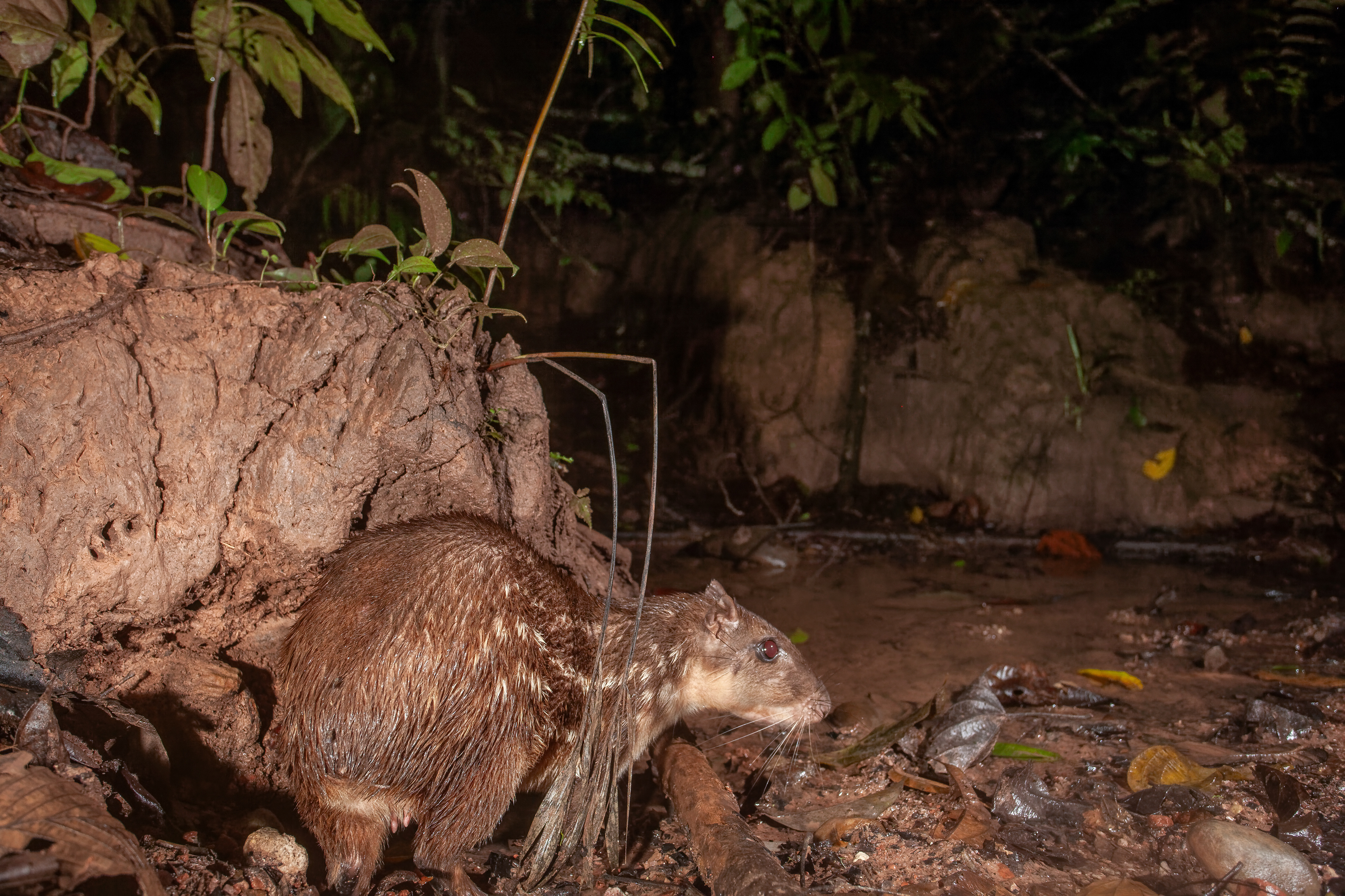 Paca (Cuniculus paca)