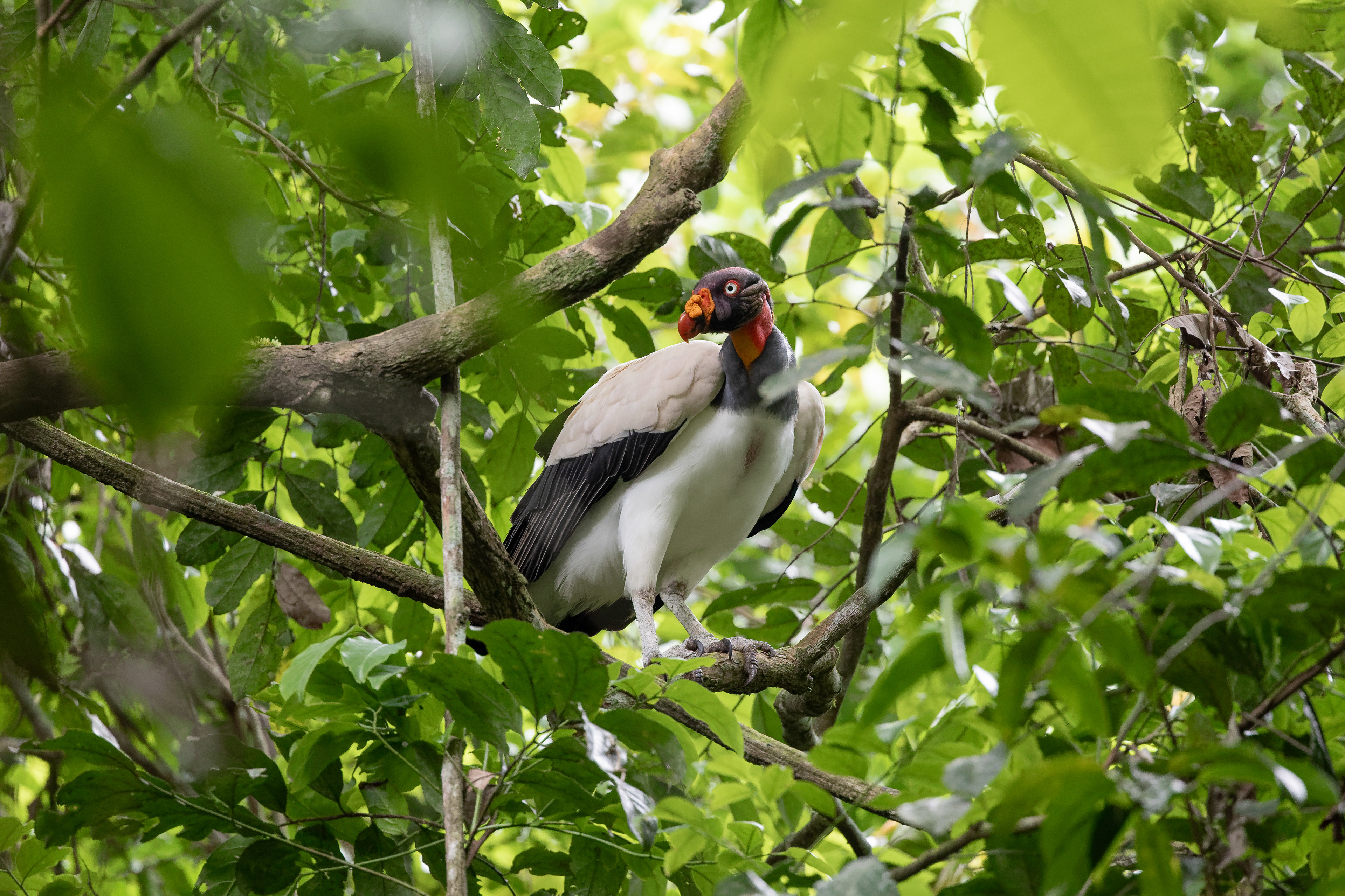 King vulture (Sarcoramphus papa)
