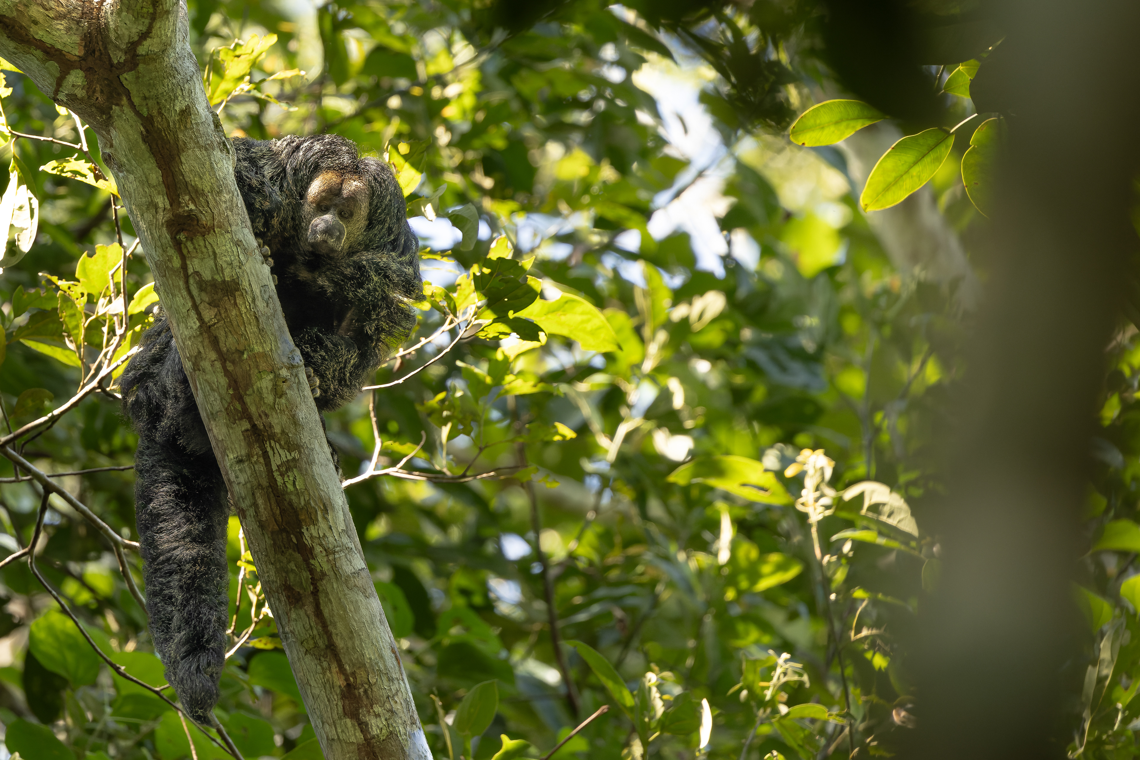 Saki monkey
