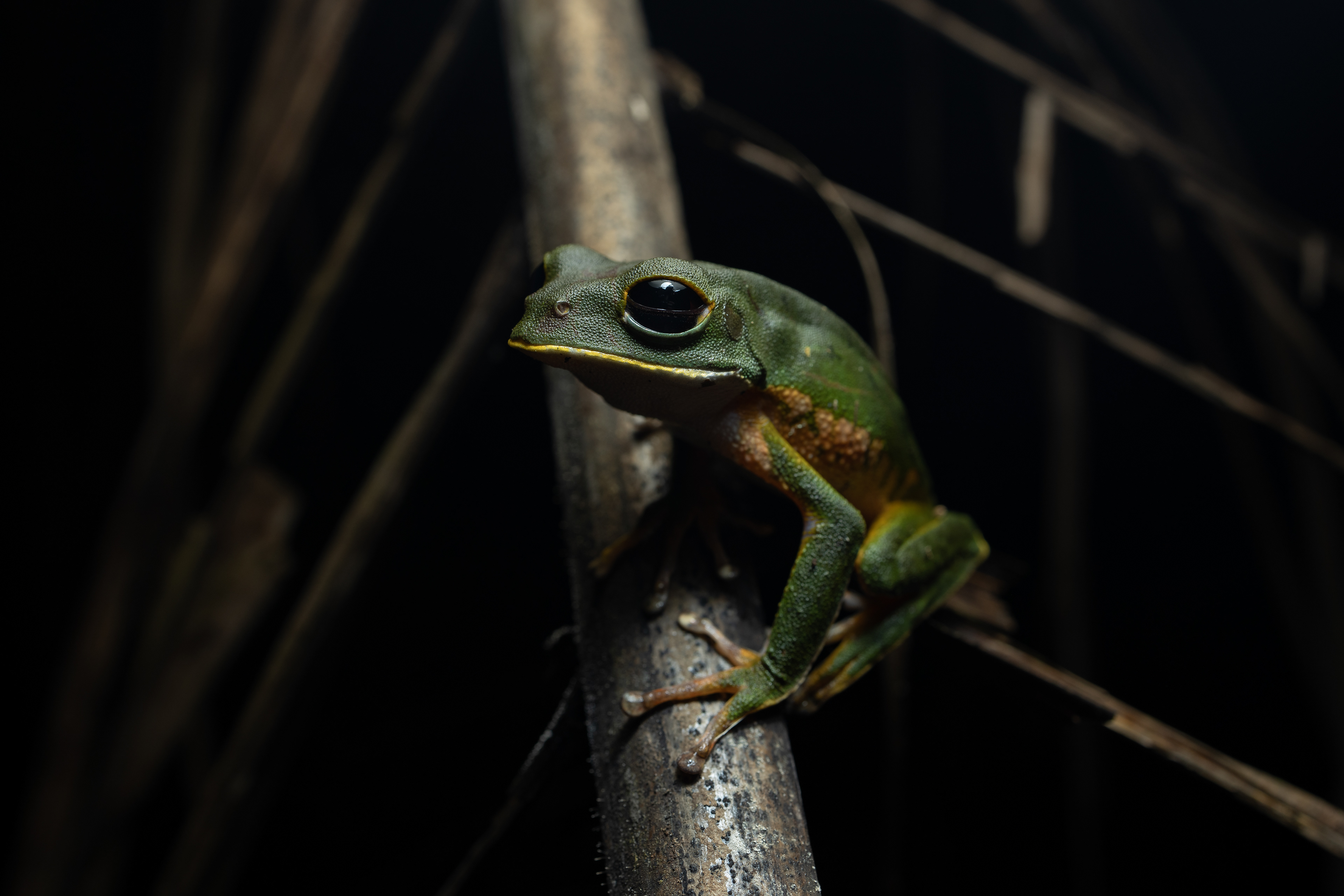 Tree frog (Phyllomedusa species)