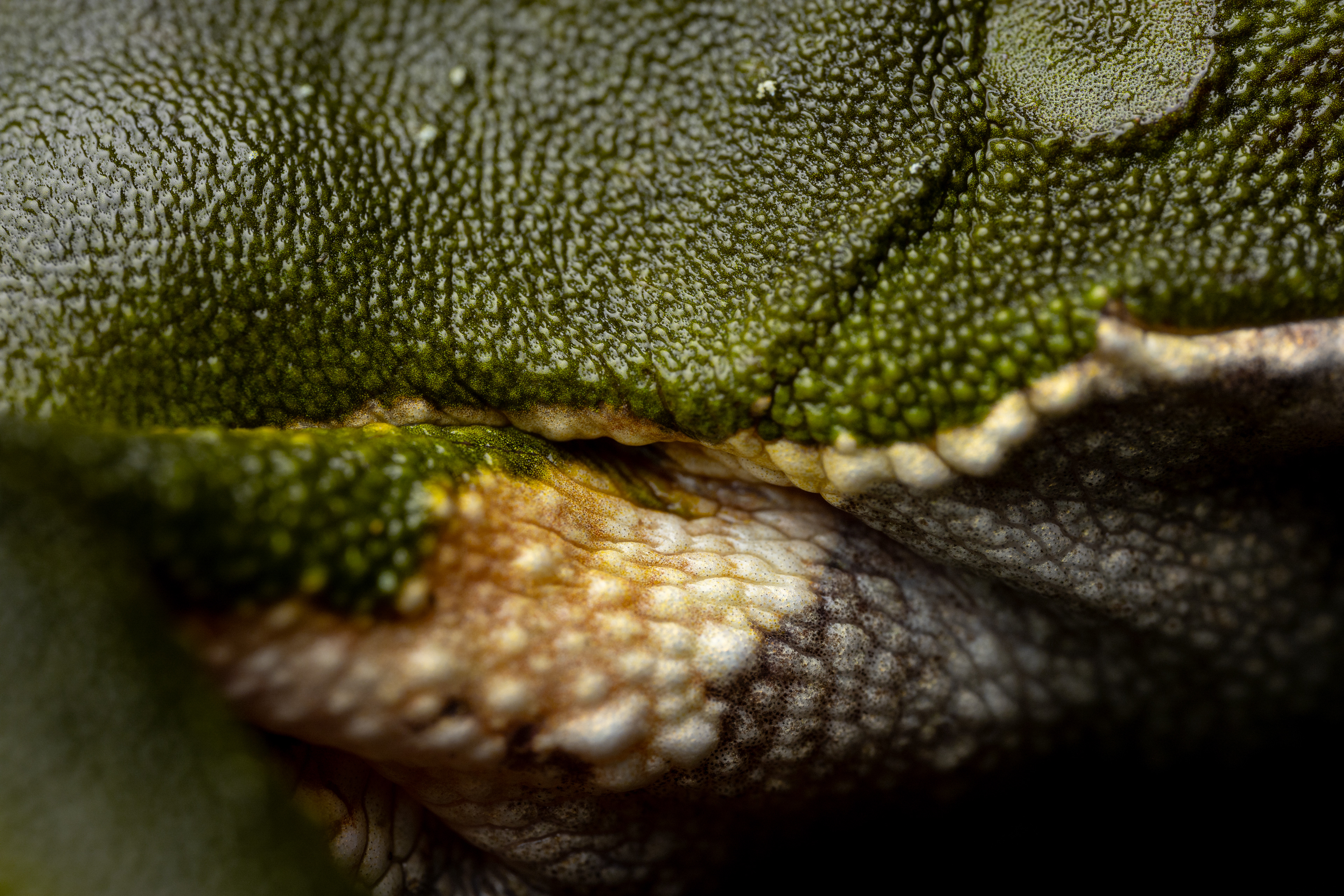 Tree frog (Phyllomedusa species)