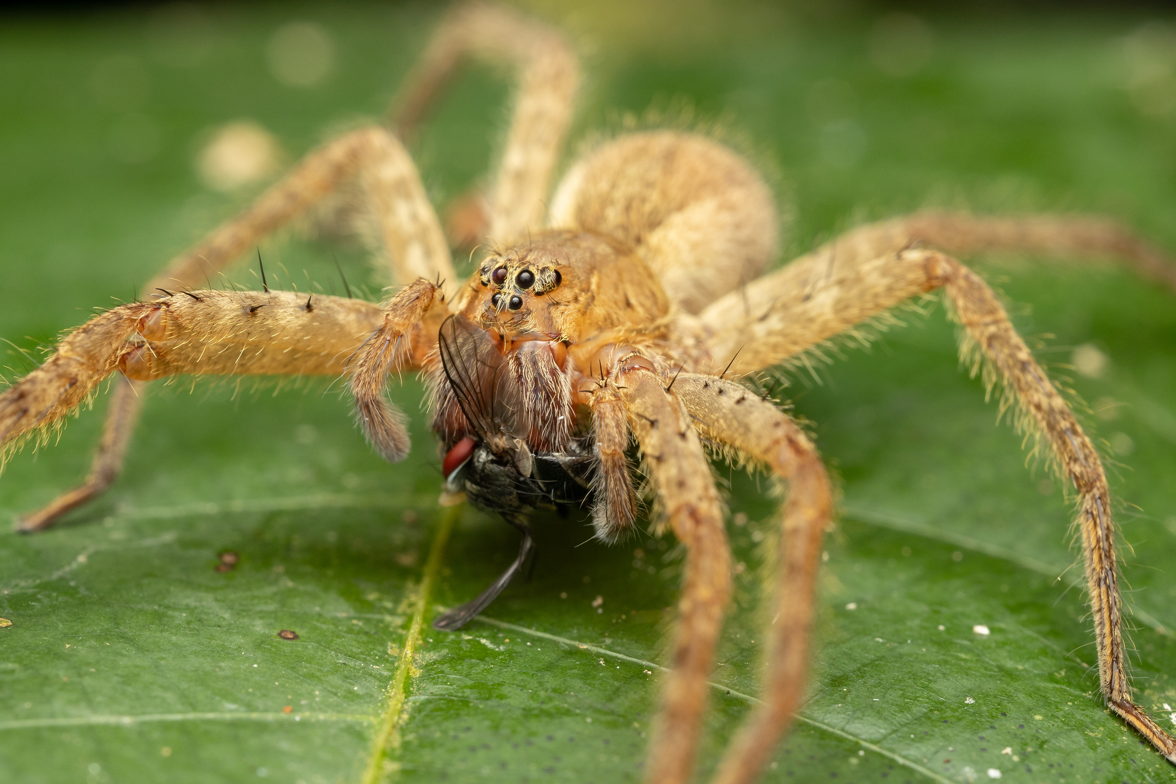 Cupiennius bimaculatus