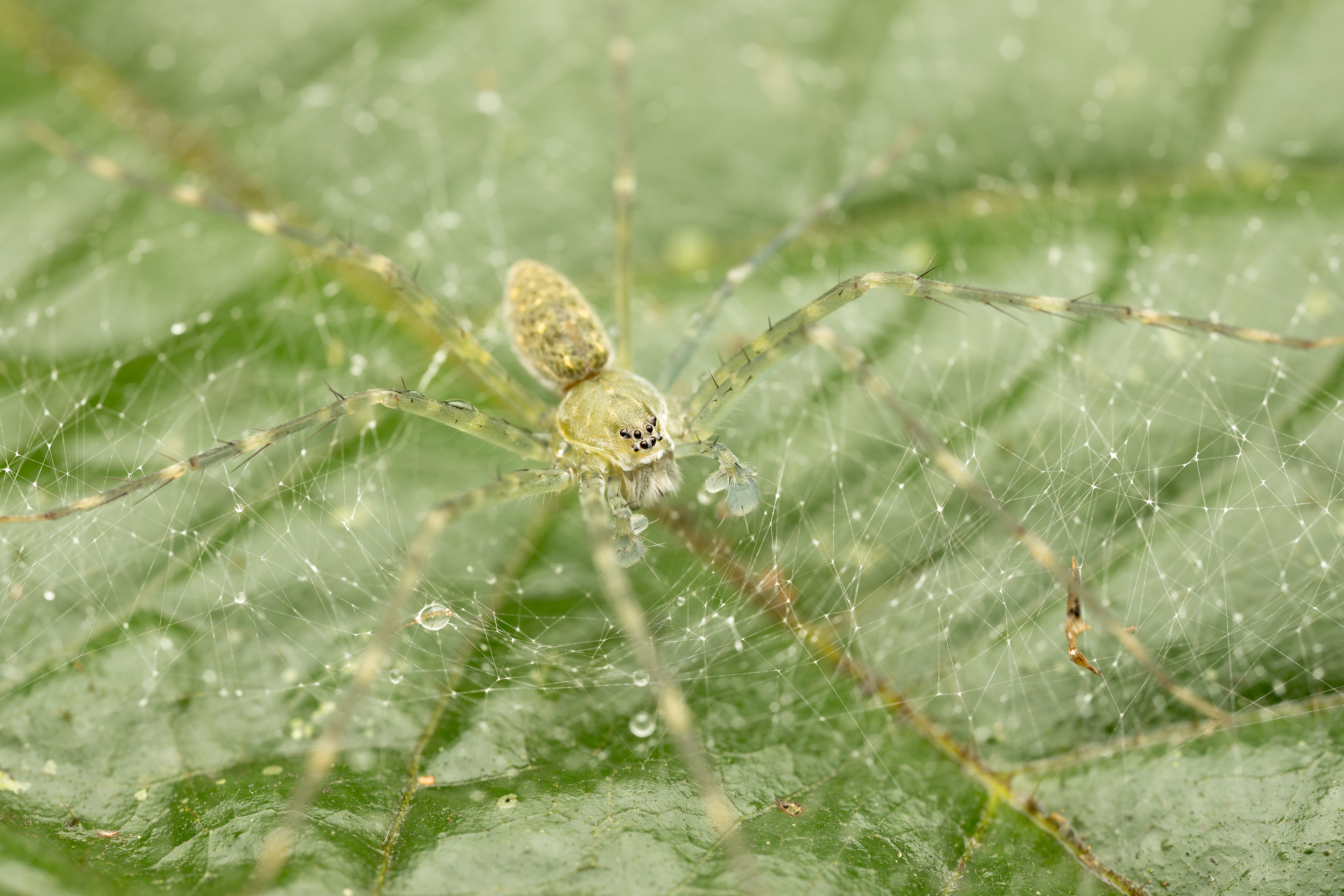 Nursey web spider (Thaumasia)