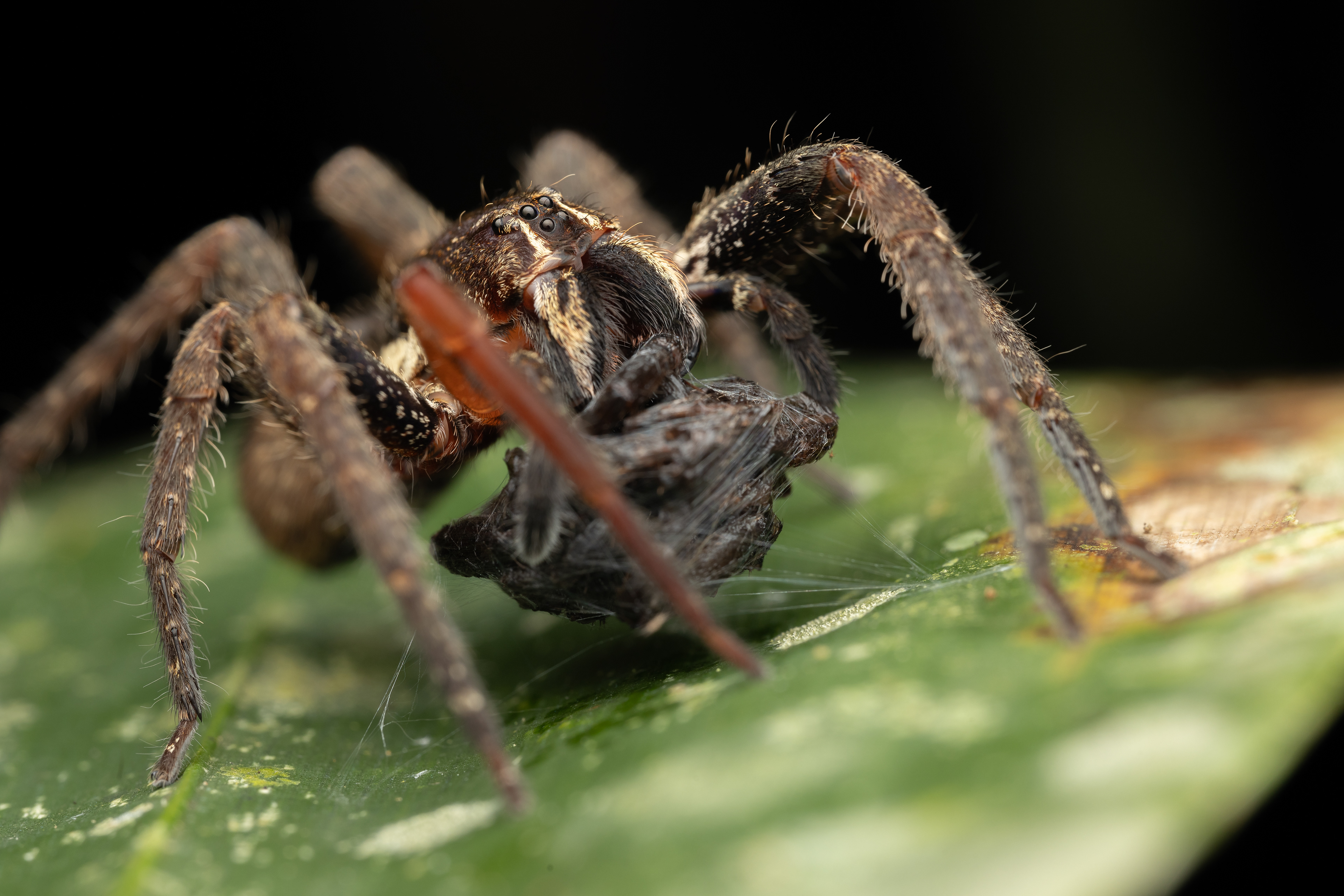 Centroctenus varzea