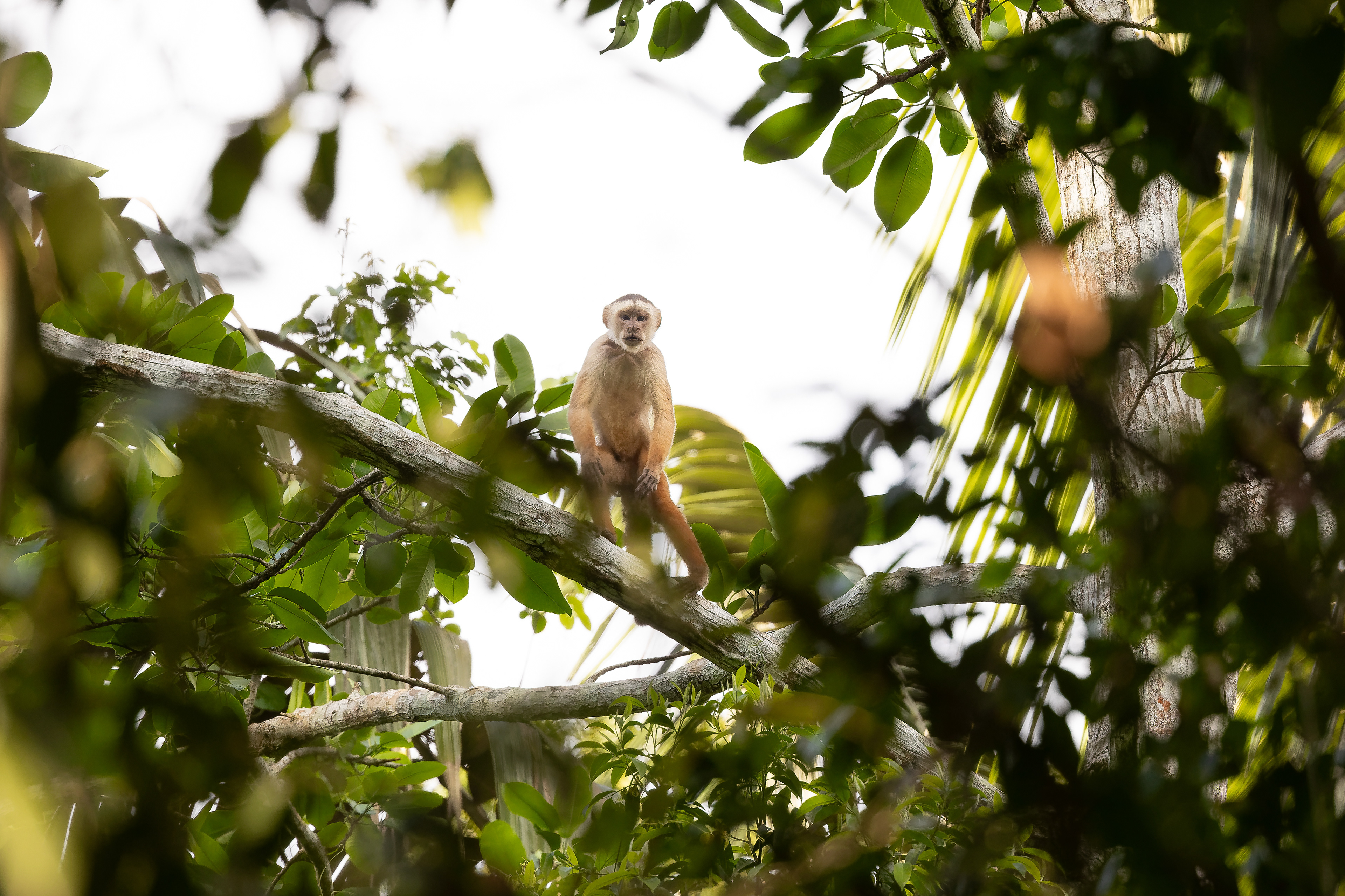 Marañón capuchin (Cebus yuracus)