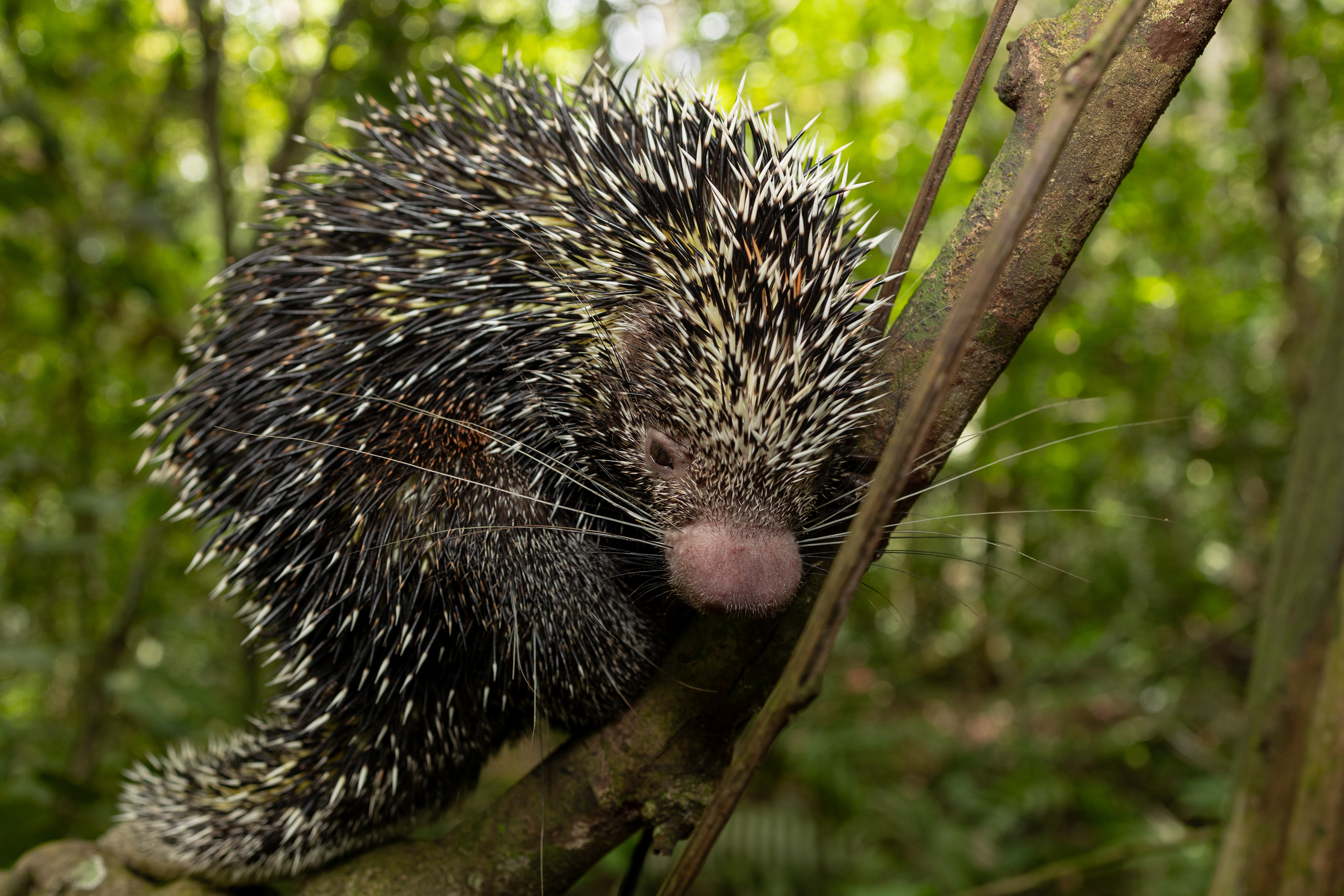 Bicolored-spined porcupine (Coendou bicolor)