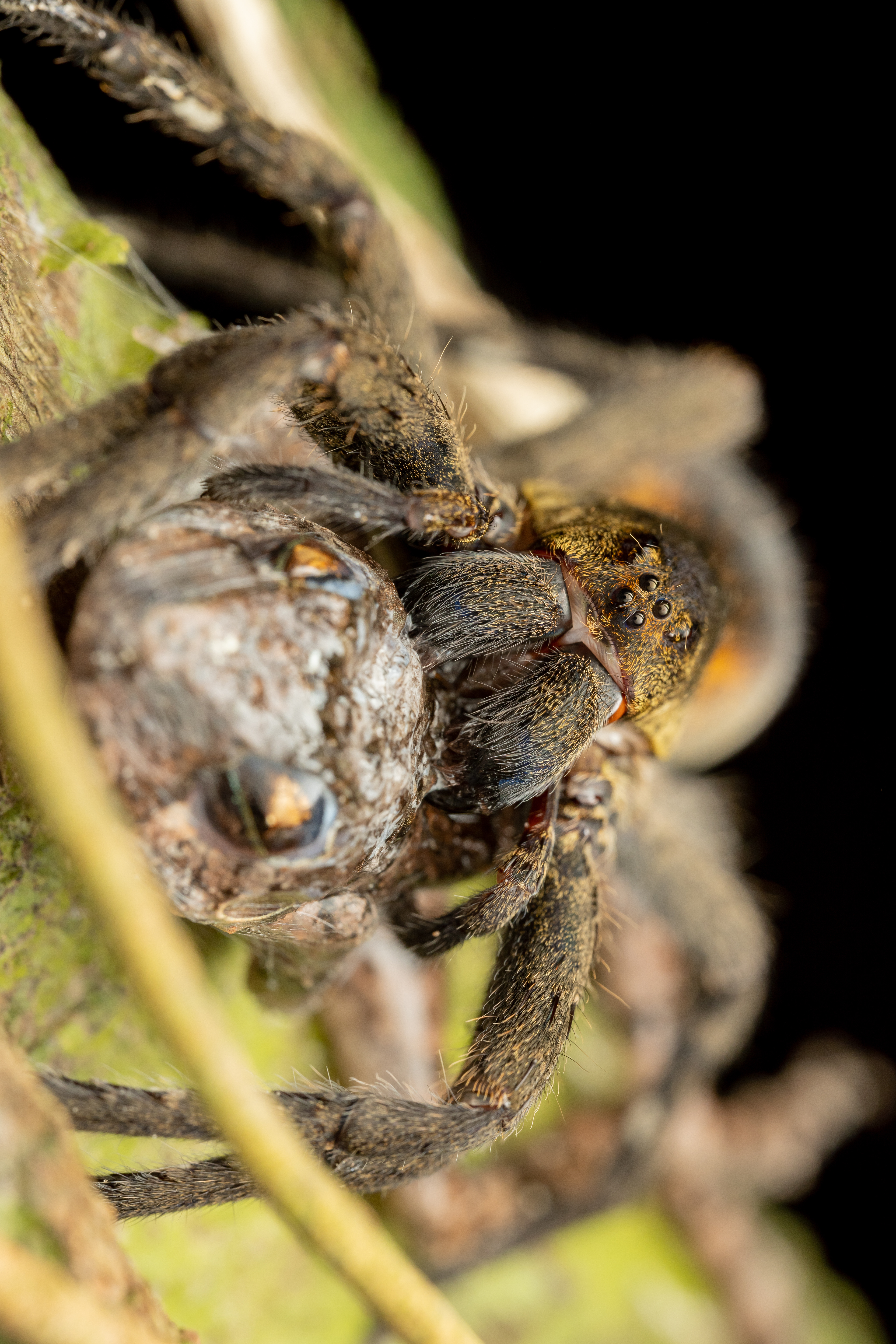 Ctenus villasboasi
