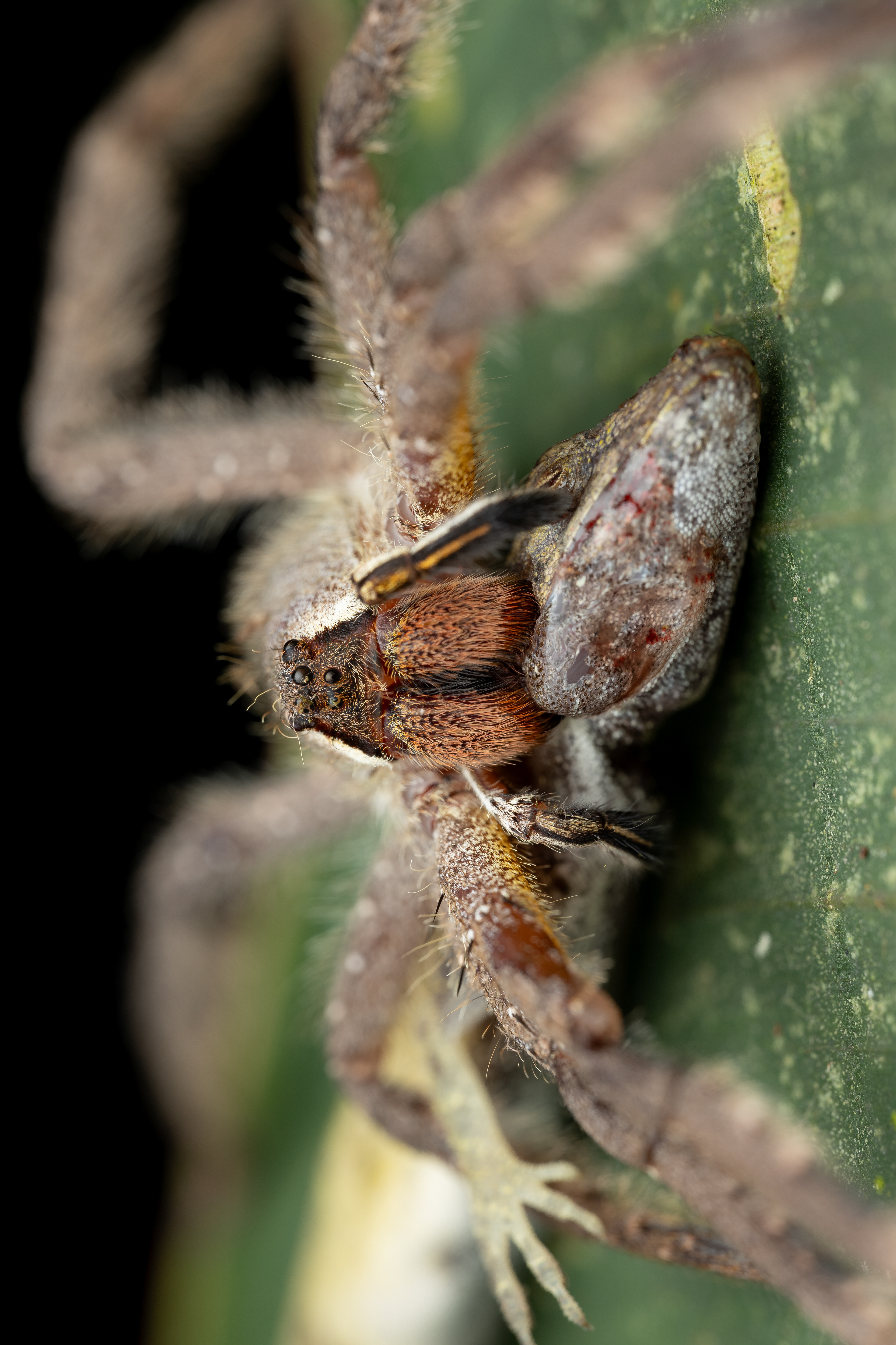 Wandering spider (Phoneutria boliviensis)