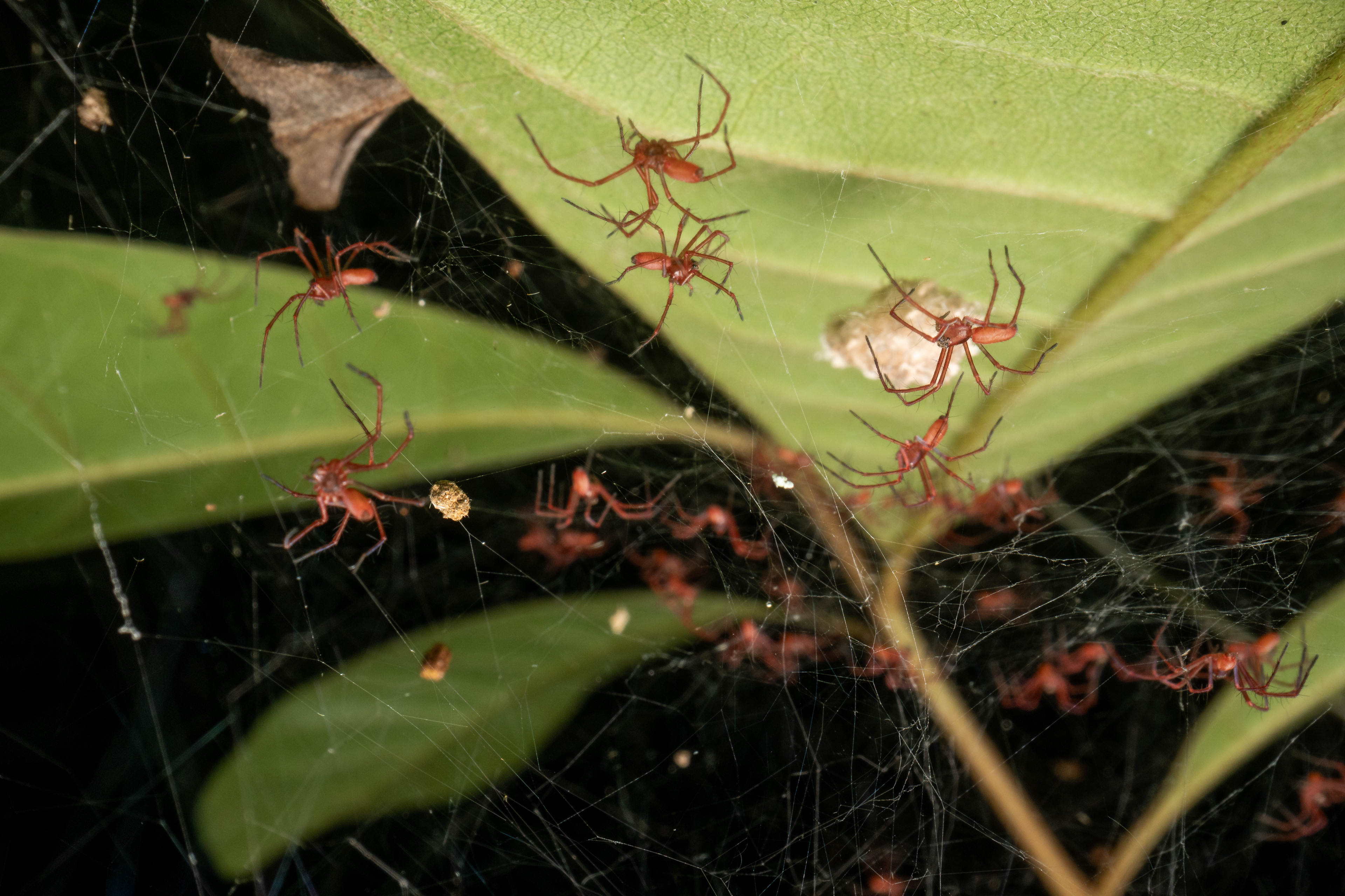 Oxyopidae