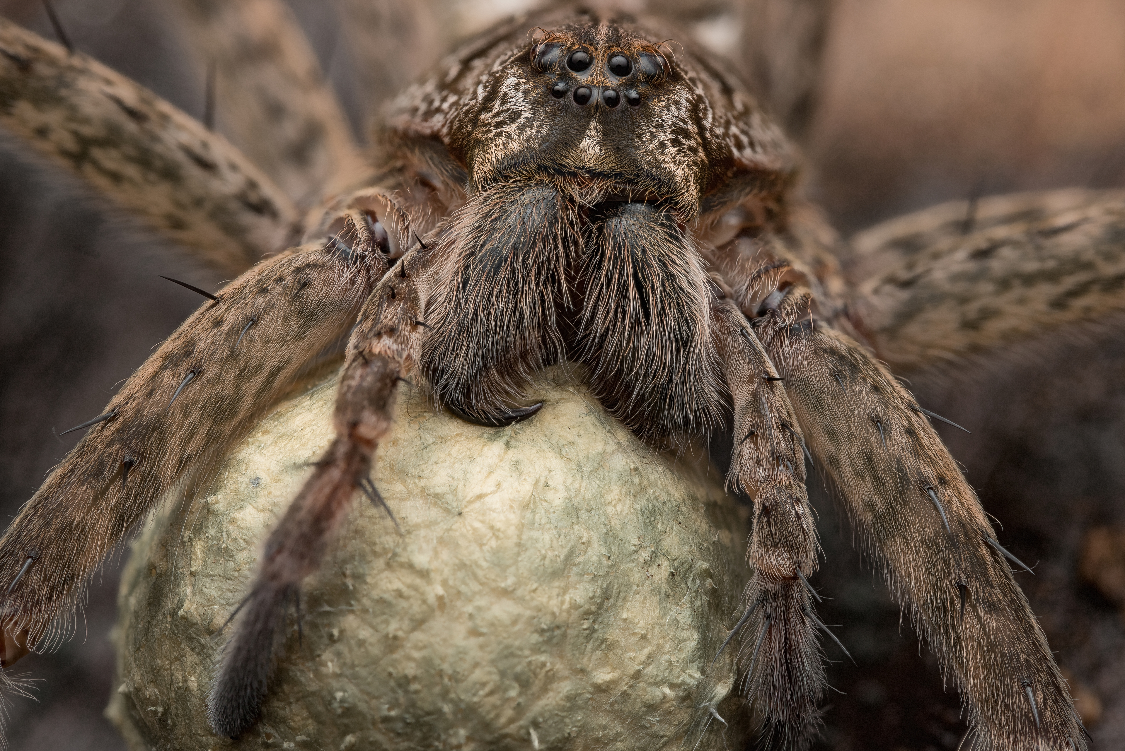 Dolomedes okefinokensis
