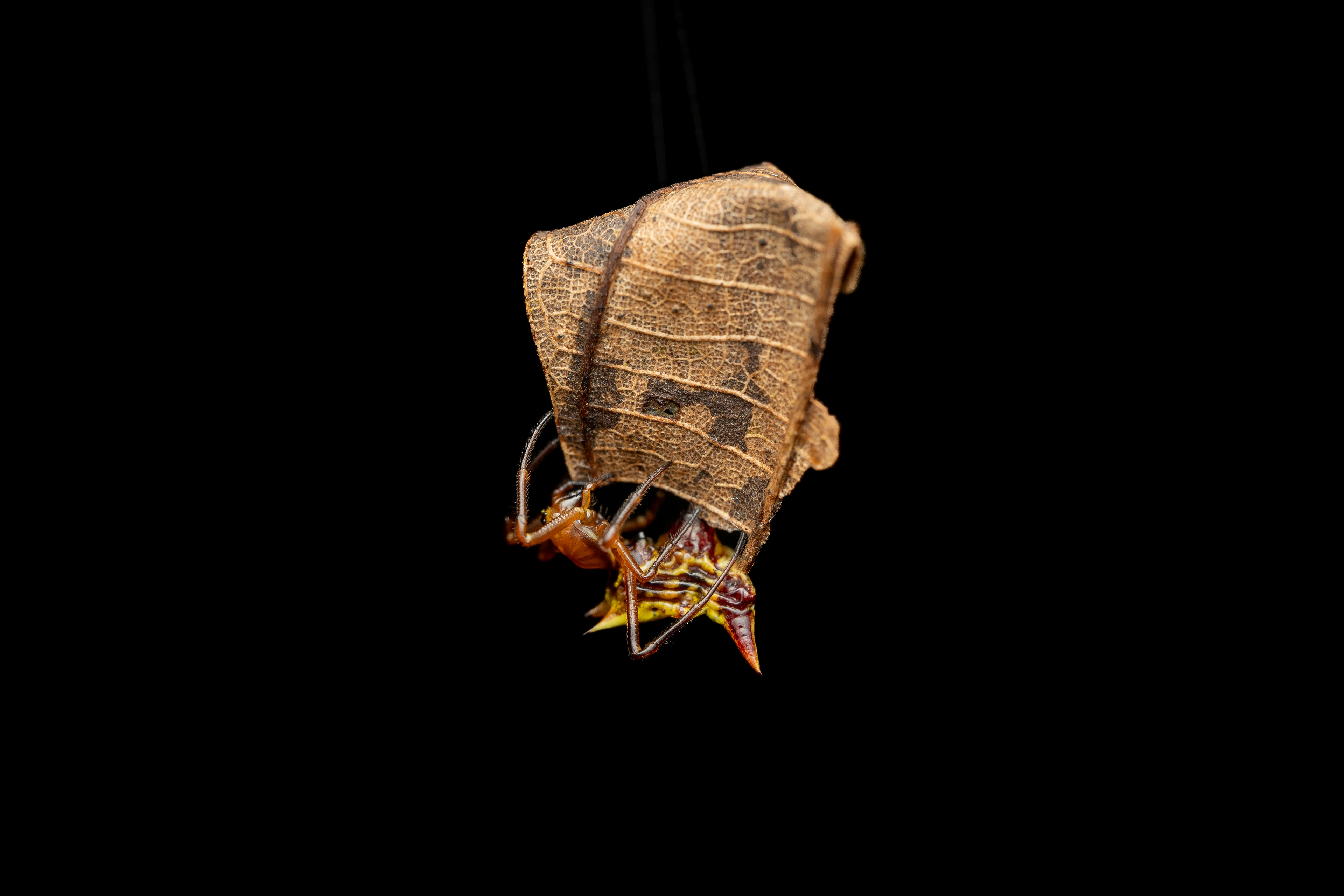 Micranthena flavolea