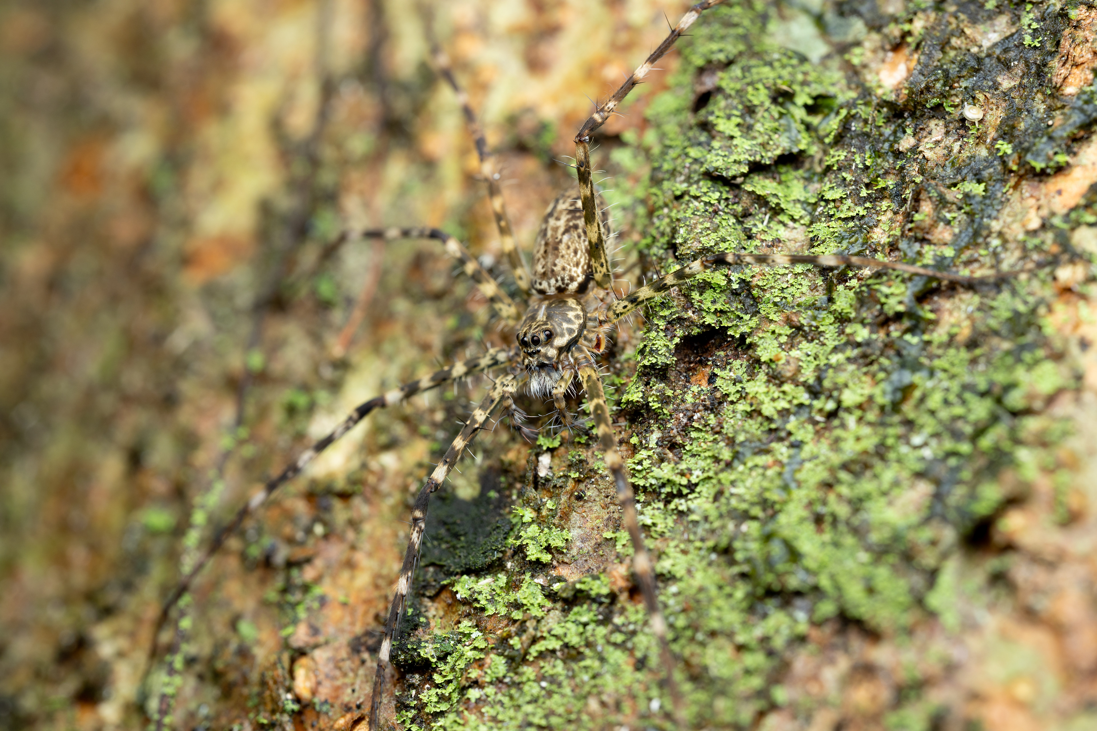 Syntrechalea syntrechaloides