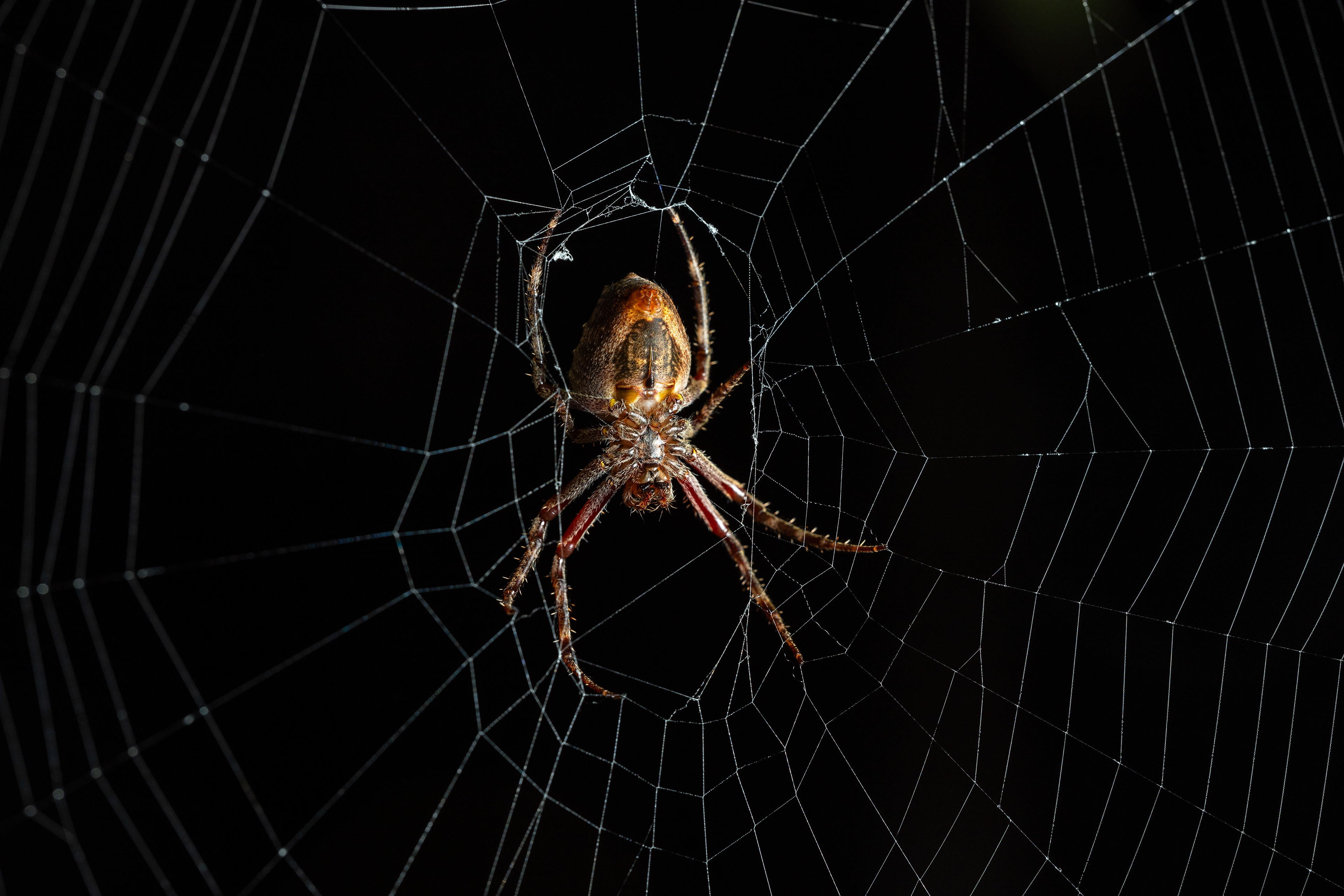 Orb-weaver spider (Parawixia species)