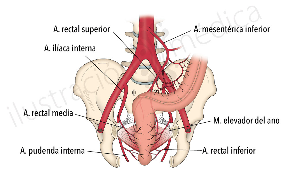 anatomia del recto