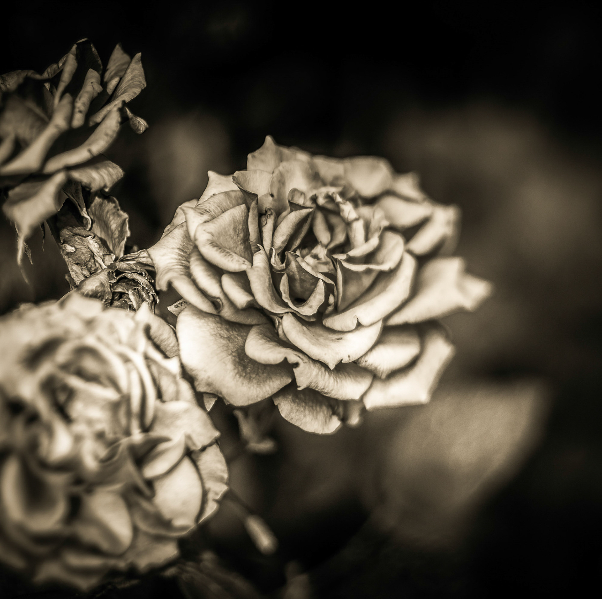 SONY DSC