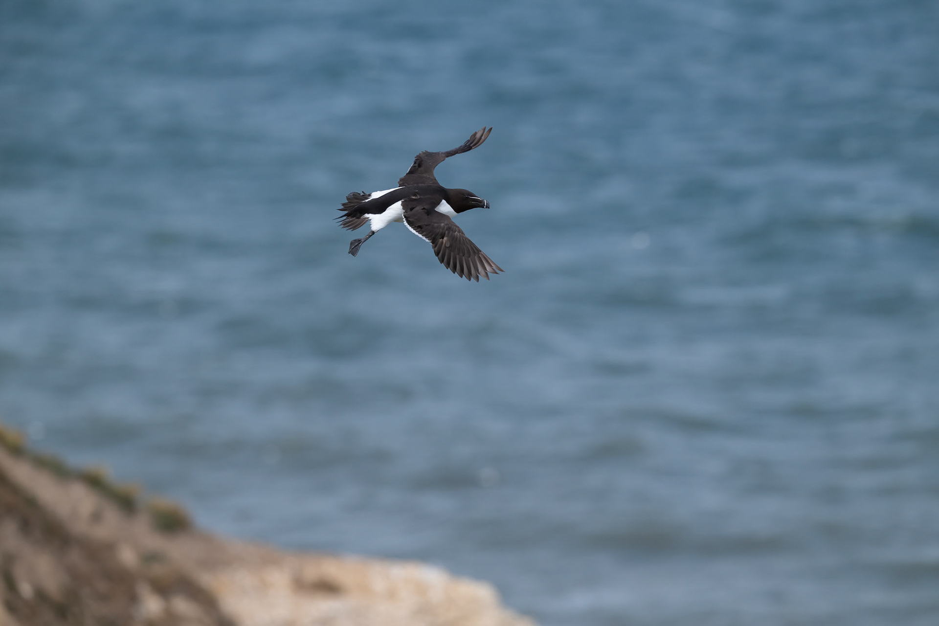Razorbill