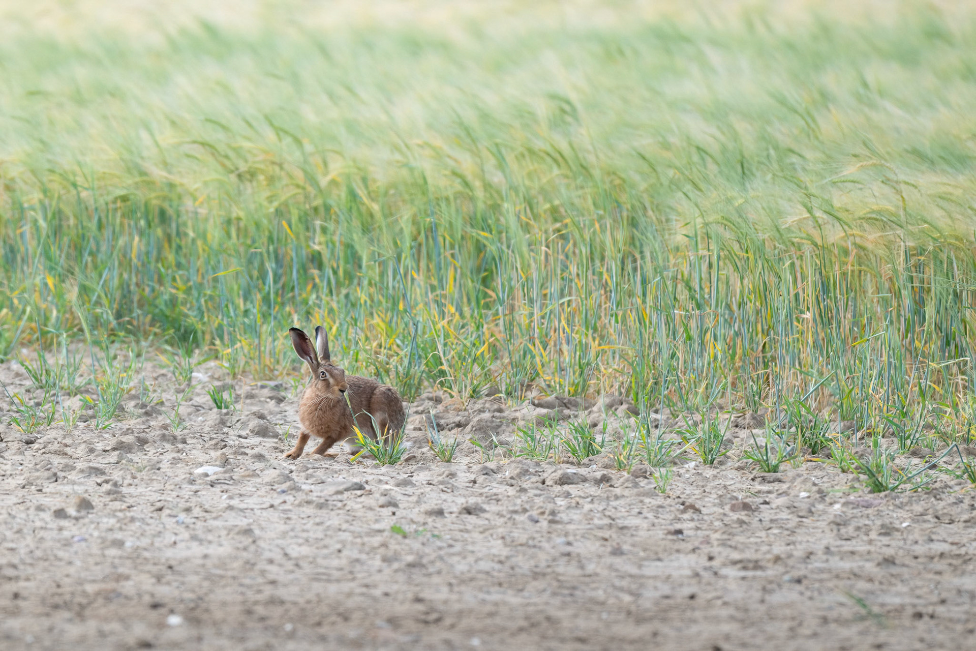 Brown Hare