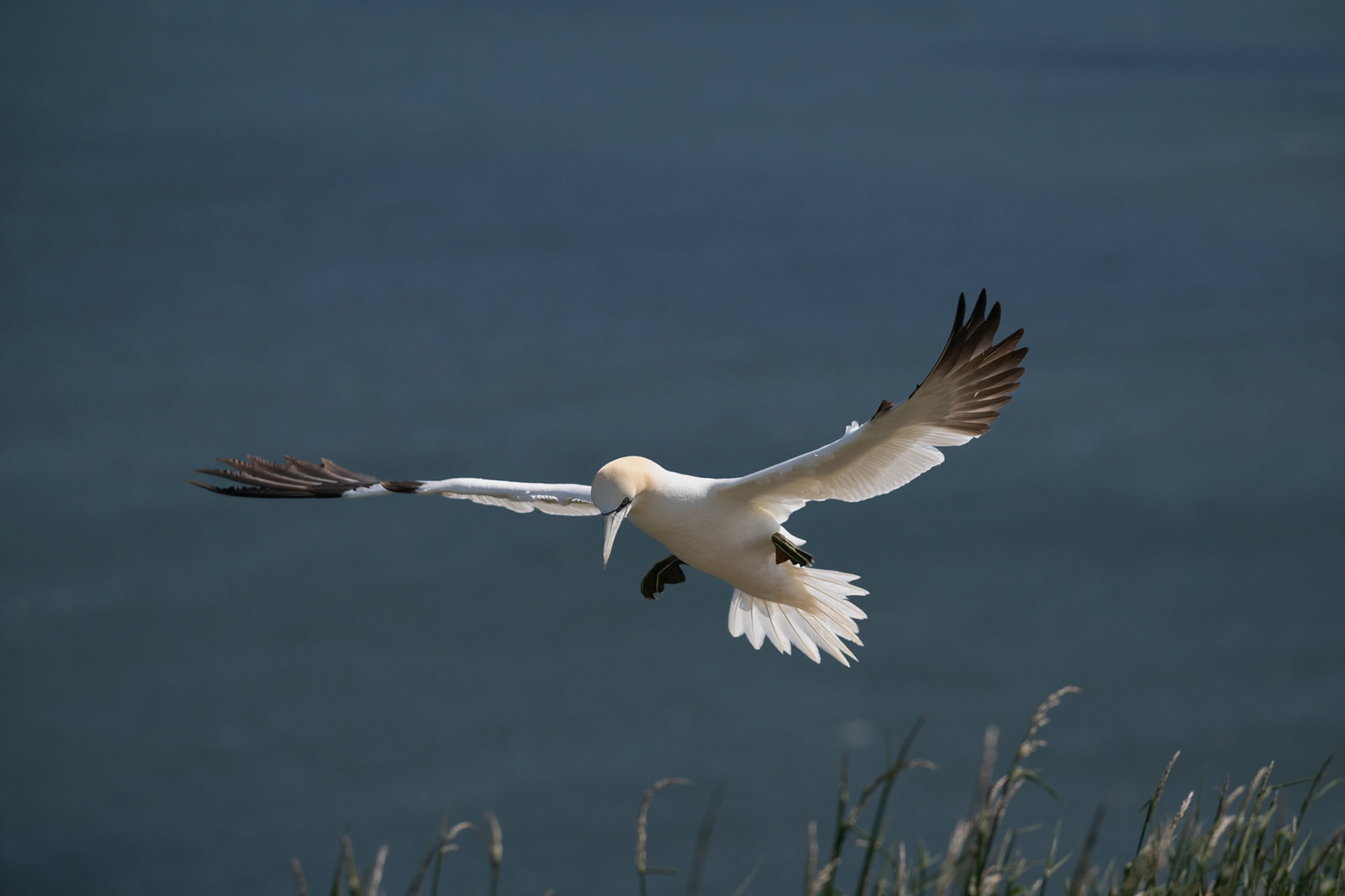 Gannet