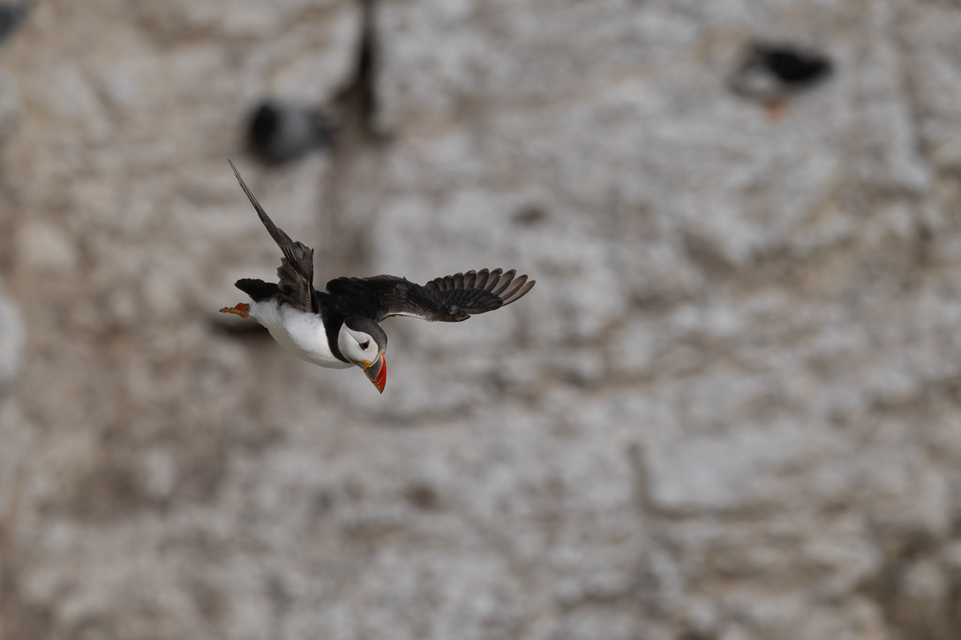 Puffin