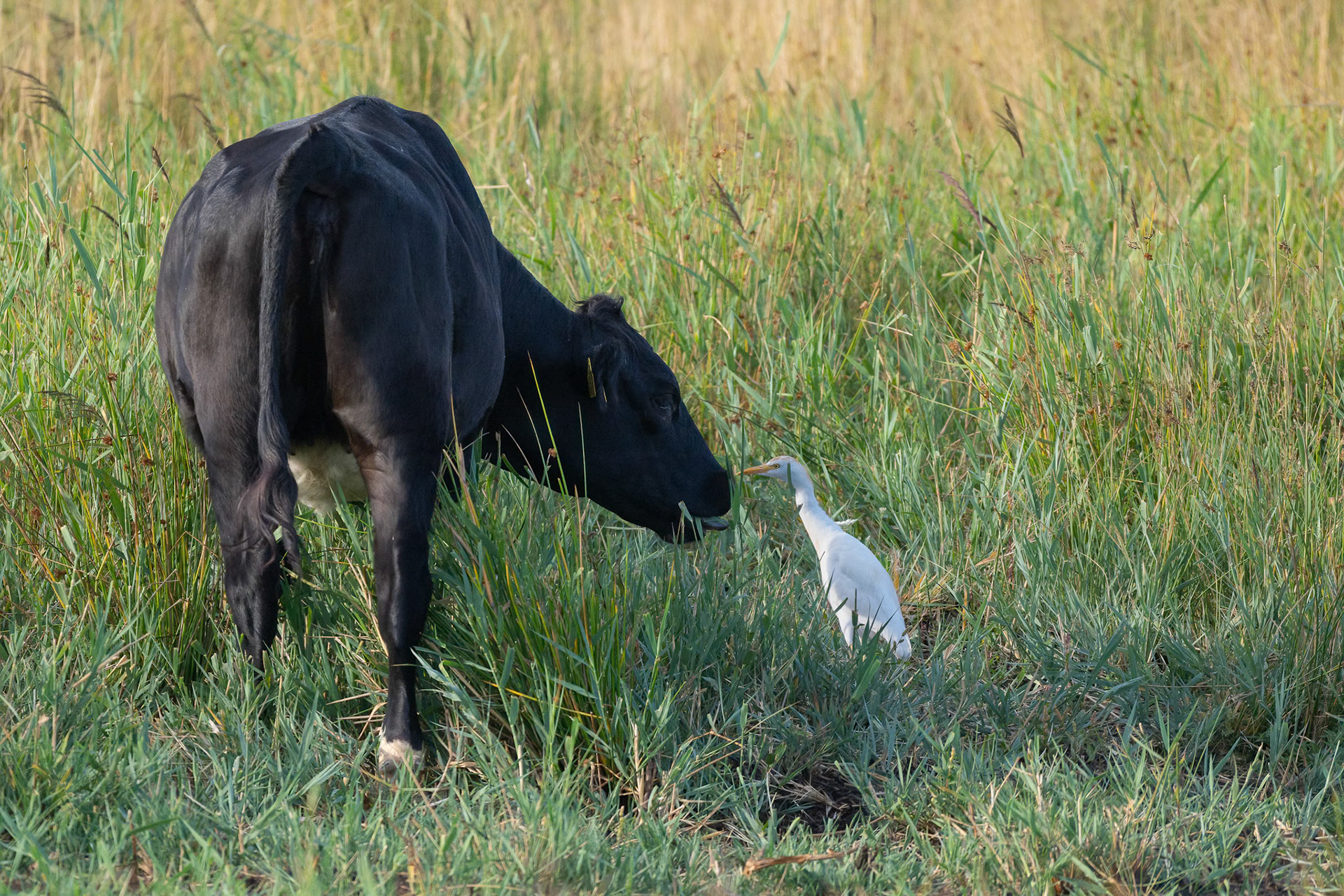 Cattle Egret