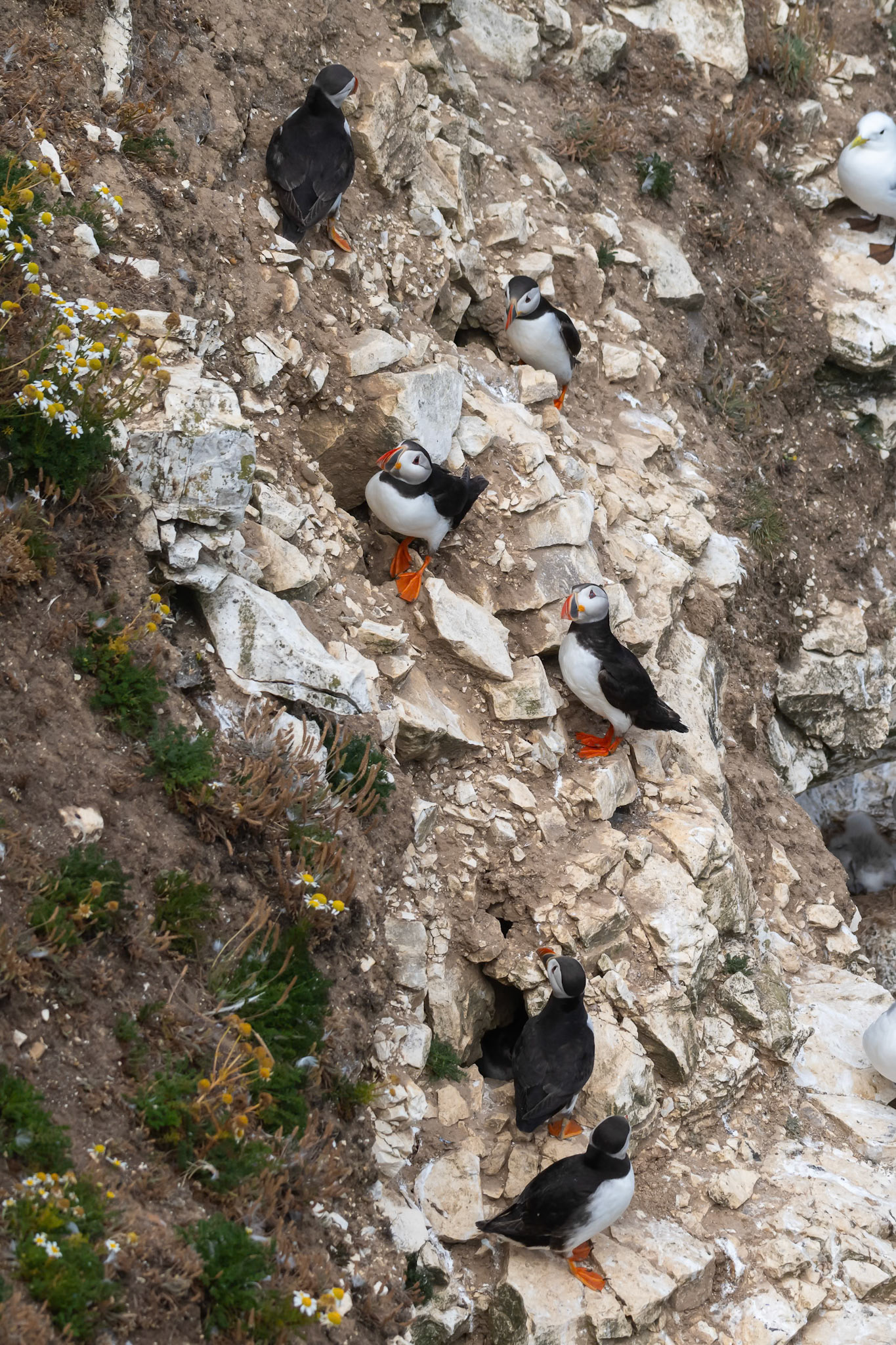 Puffin