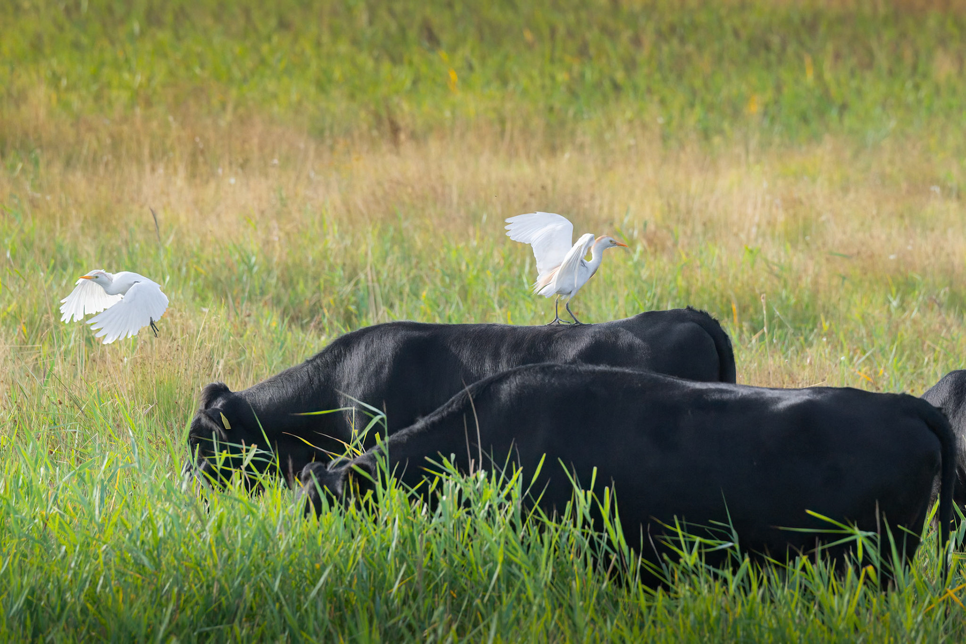 Cattle Egret
