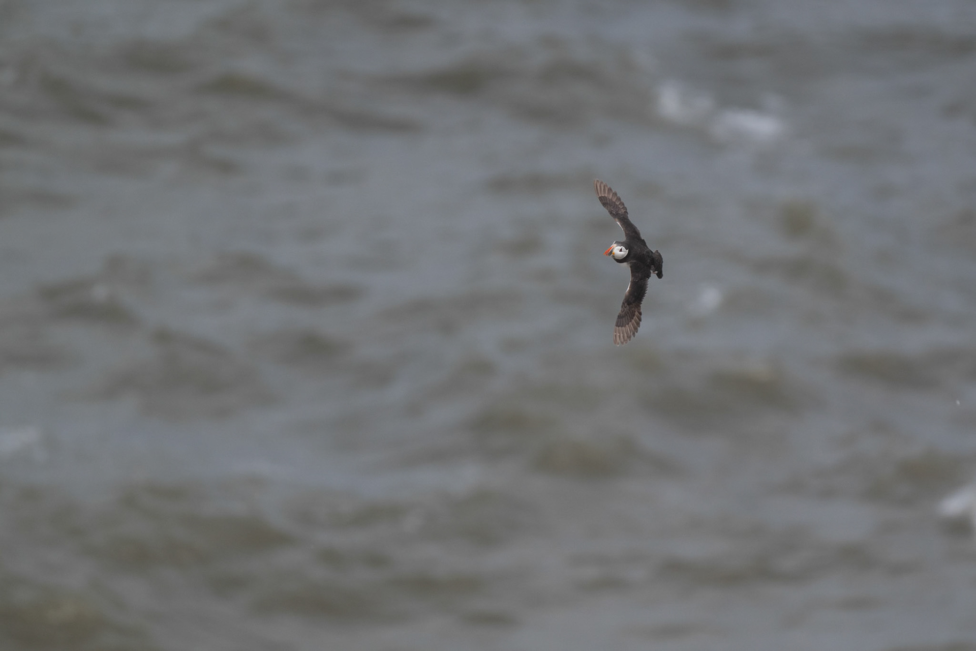 Puffin