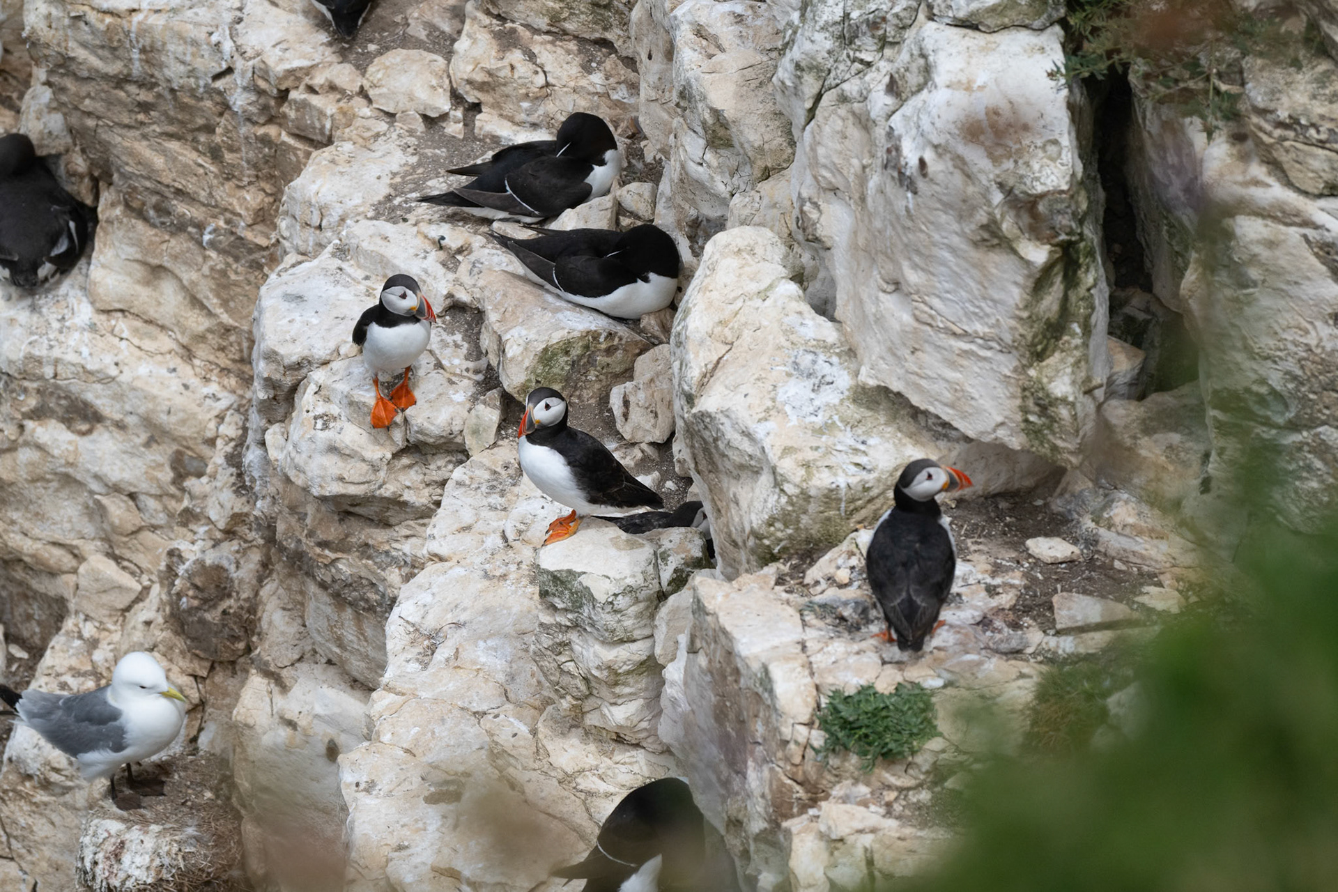 Puffin
