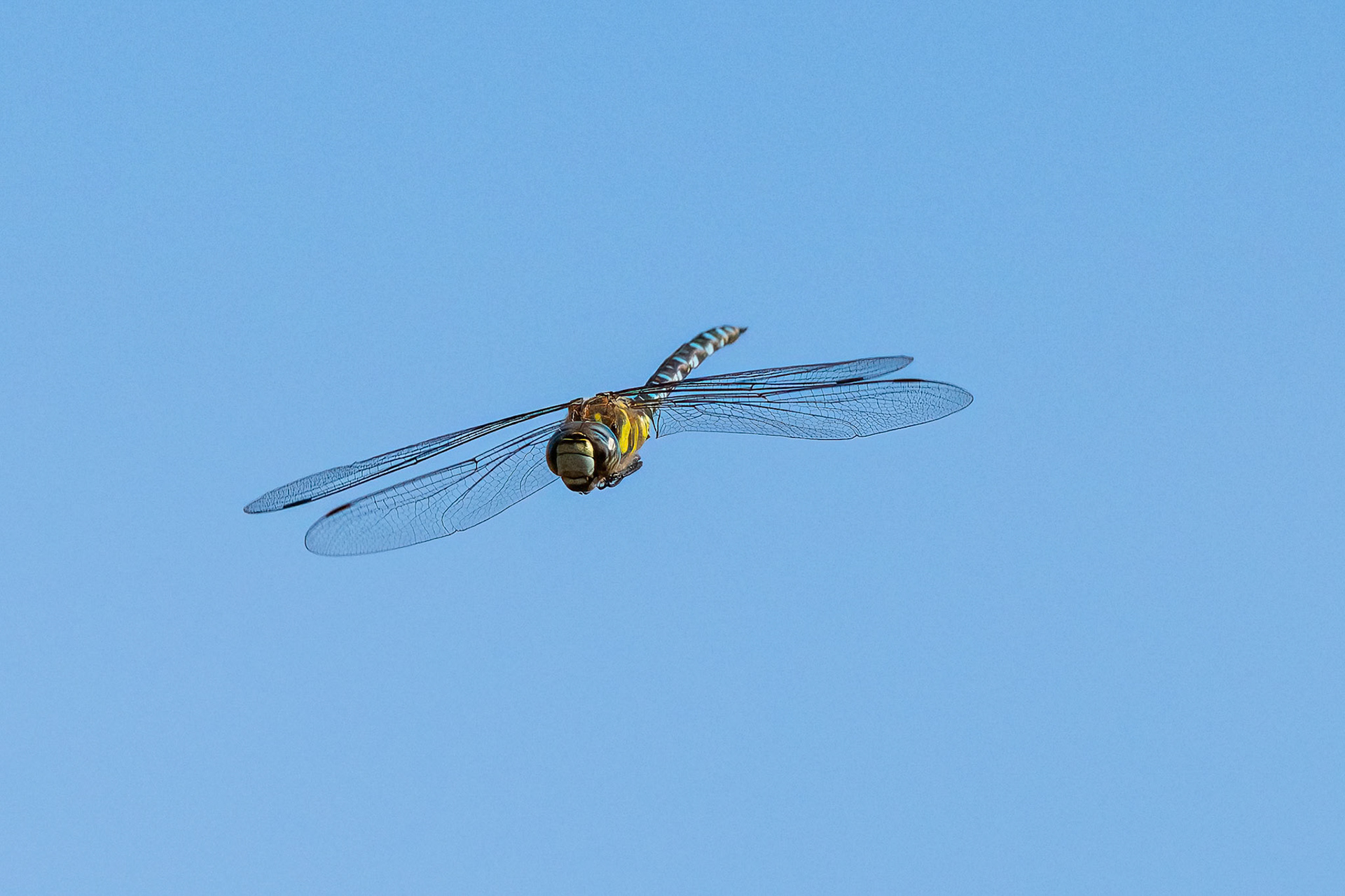 Southern Hawker Dragonfly 