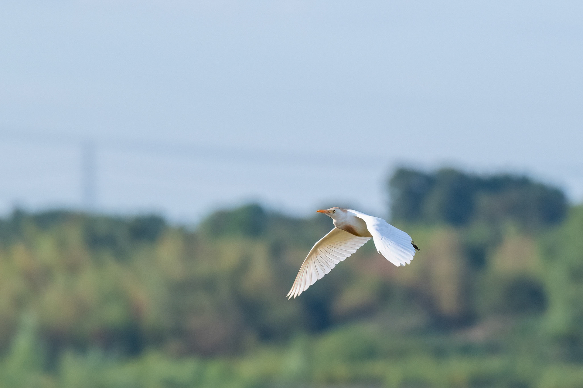 Cattle Egret