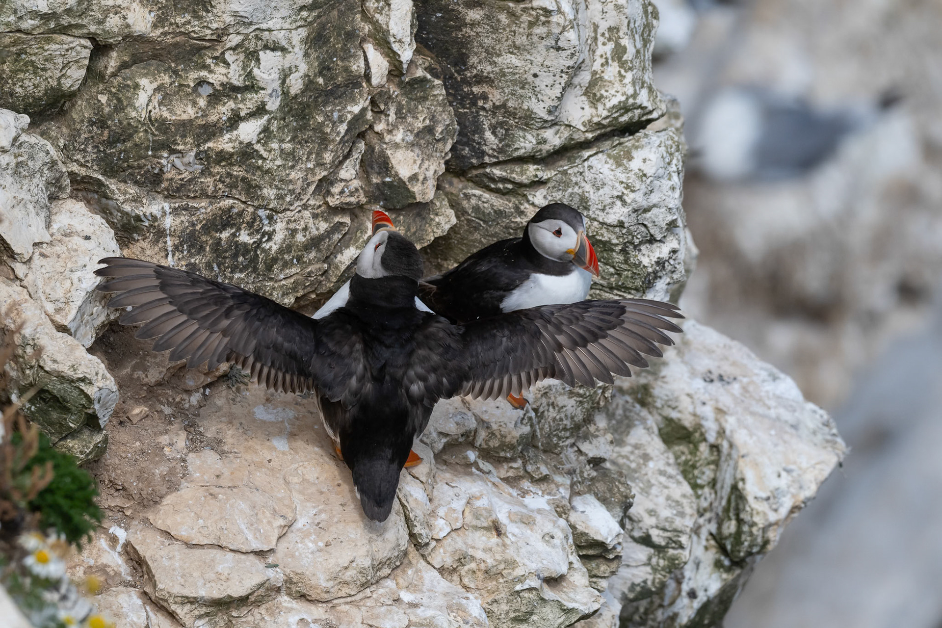 Puffin